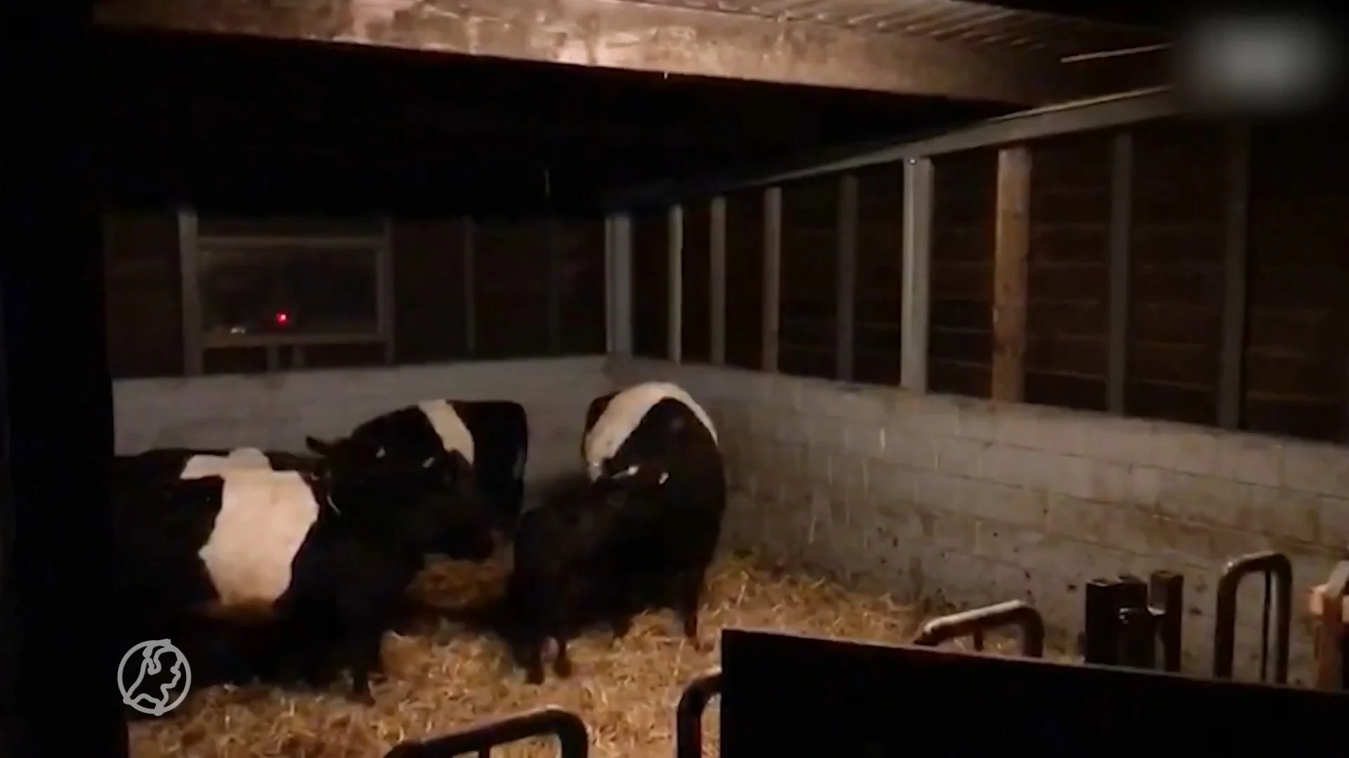 Moederkoe en verdwenen kalfje weer herenigd in Hulshorst