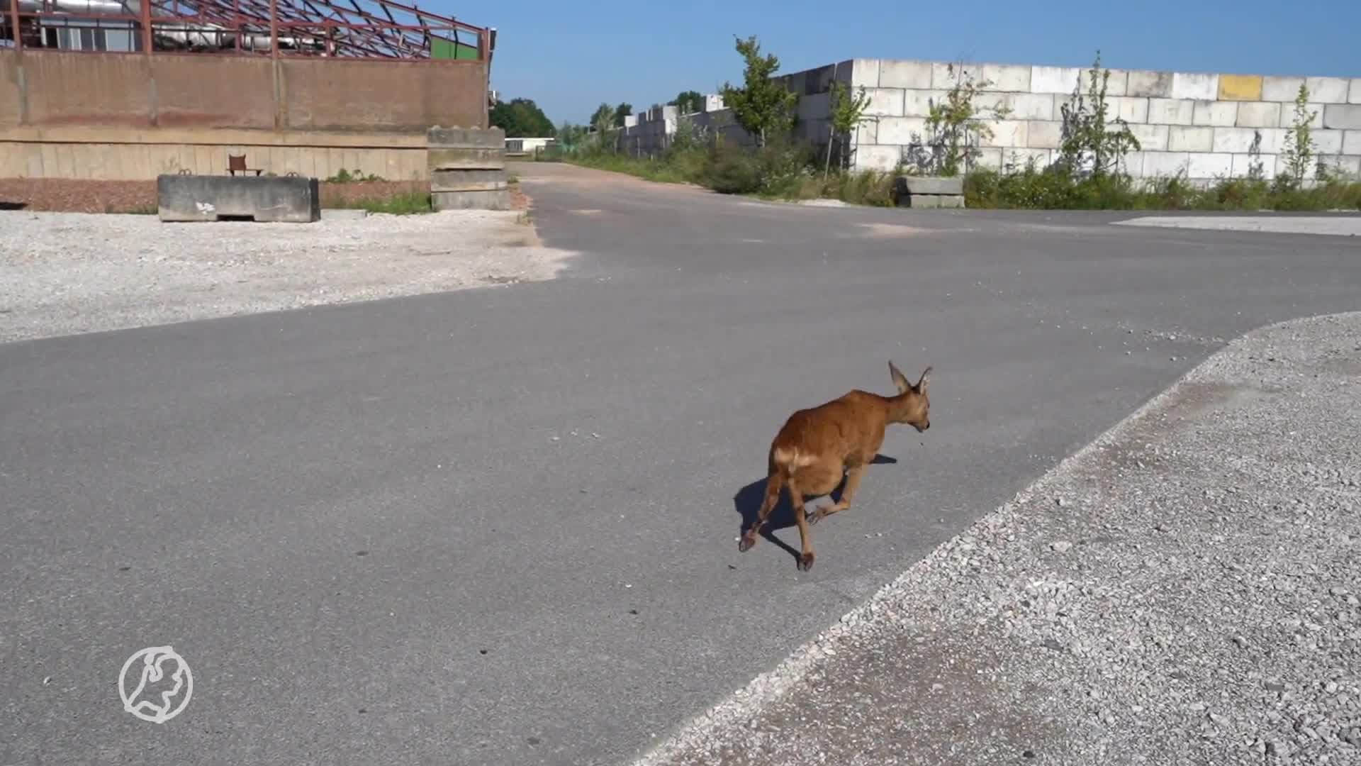 Ree klem in hek, brandweer bevrijdt het dier