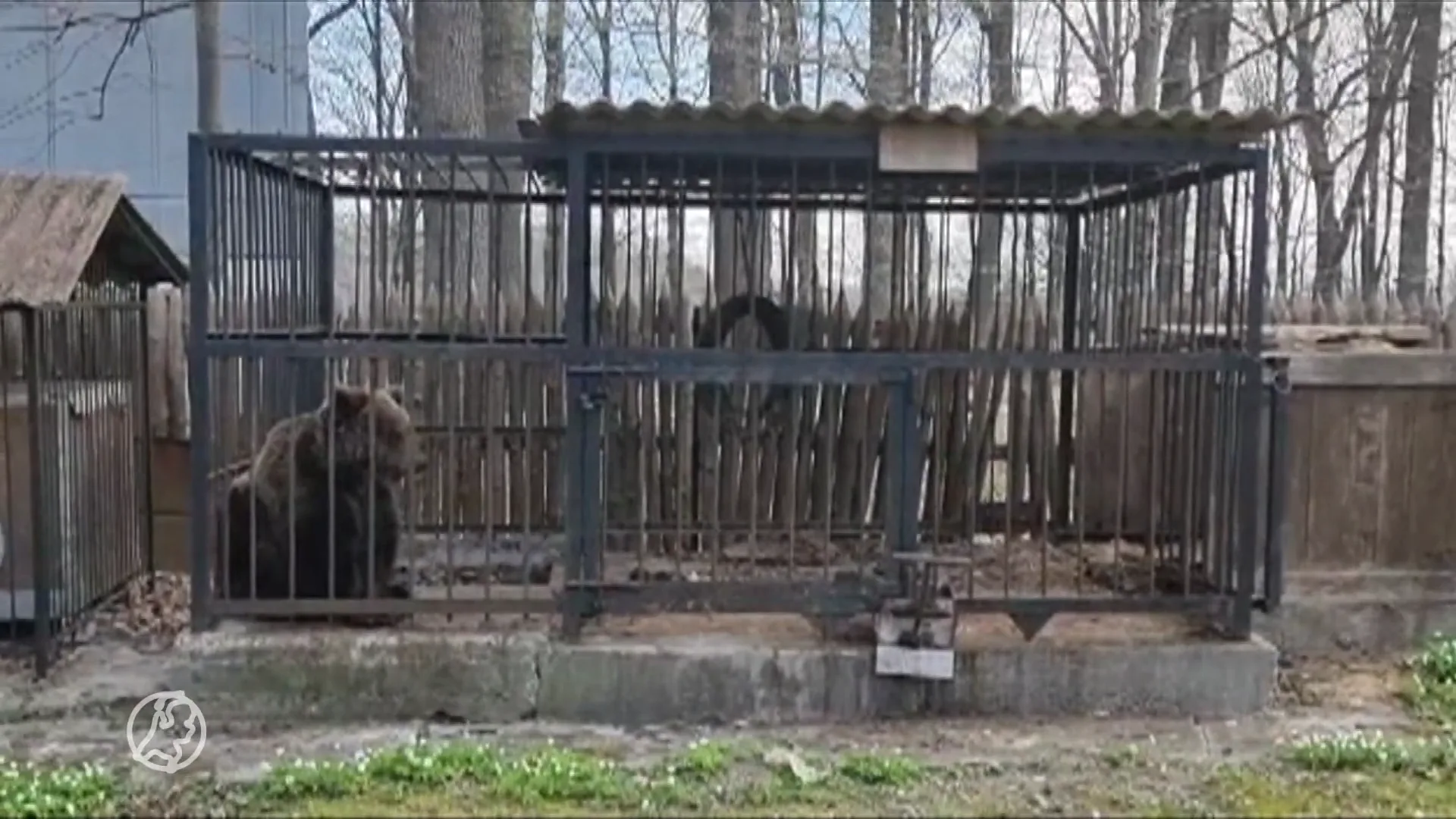 Verwaarloosde beer Kirisuha vanuit Oekraïne aangekomen in het Berenbos