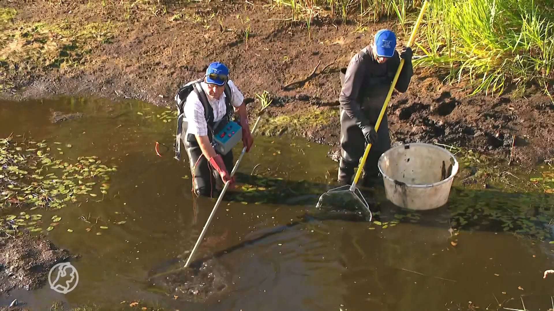Vissen gered uit drooggevallen uiterwaard