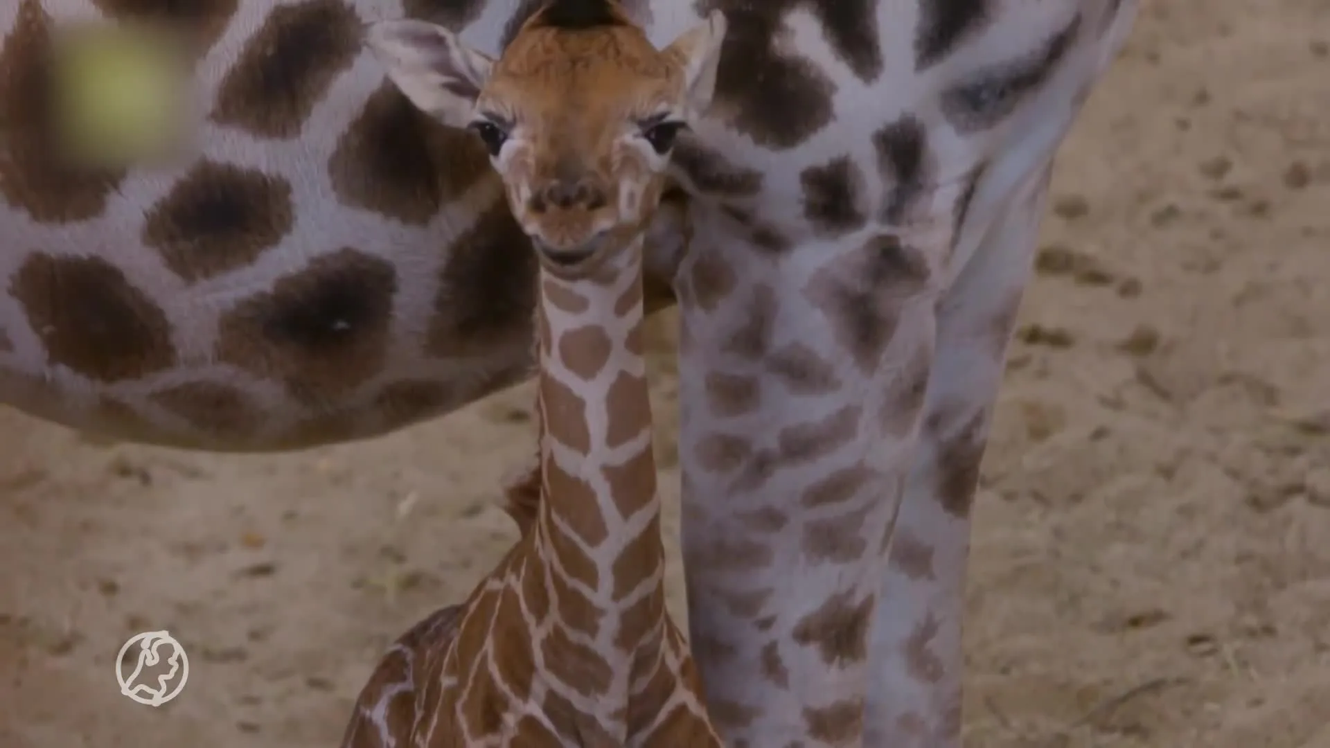 Voor het eerst in zeven jaar giraffe geboren in GaiaZOO