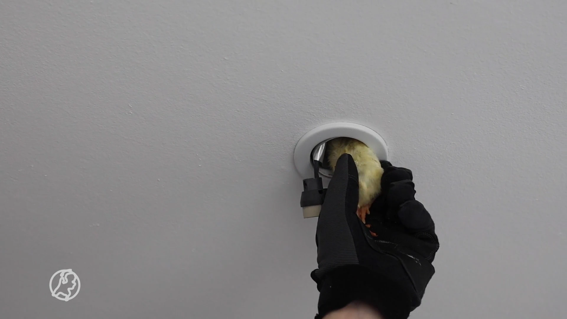 'Rat' in plafond Haagse woning blijkt gierzwaluw