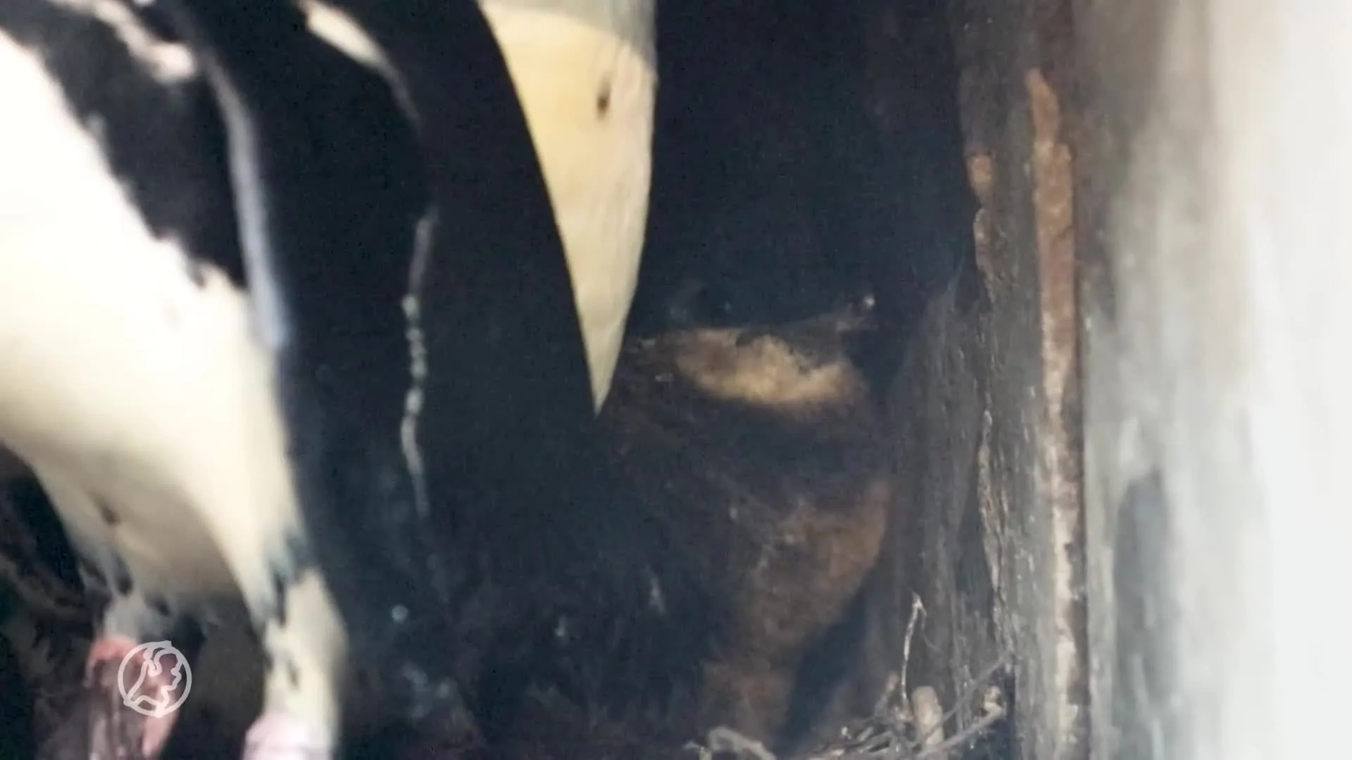 Donzig nieuws uit DierenPark Amersfoort: twee pinguïnkuikens geboren