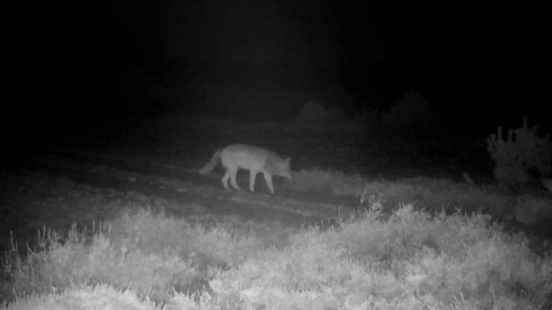 Tweede wolf op de Veluwe, boswachter hoopt op welpen