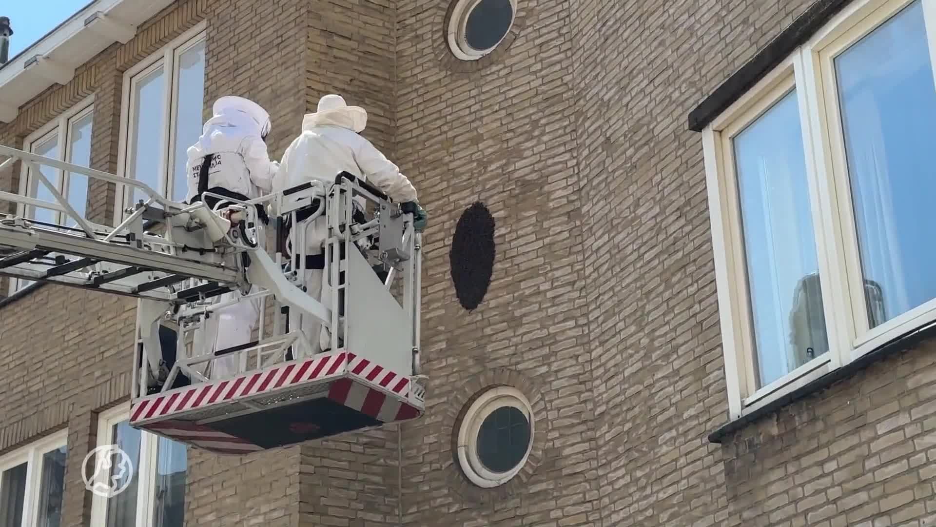 Zwerm bijen zorgt voor overlast door bijenkorf op 6 meter hoogte in Maastricht