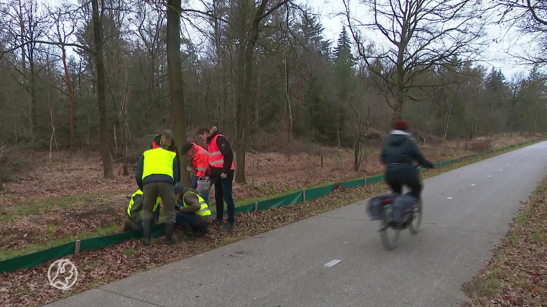 Natuurclub helpt iedere dag kikkers, padden en salamanders naar de overkant, maar pleit voor tunnels