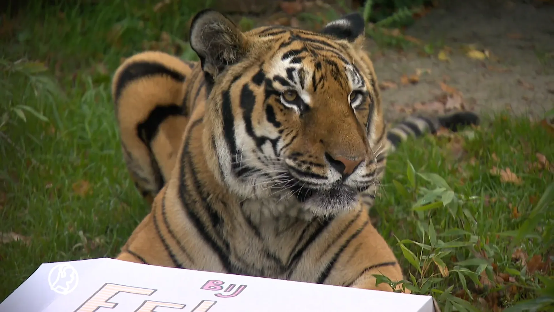 Het succesverhaal van verwaarloosde tijger Tsezar