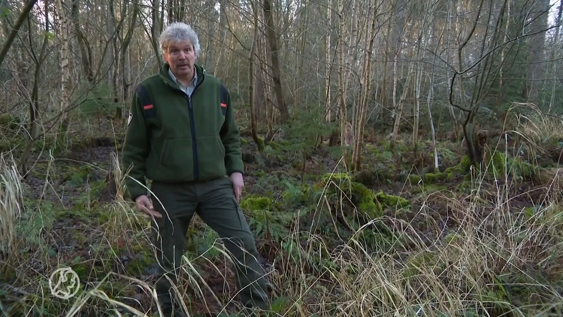 Boswachter Harco zoekt al dagen naar gedumpte hangbuikzwijntjes