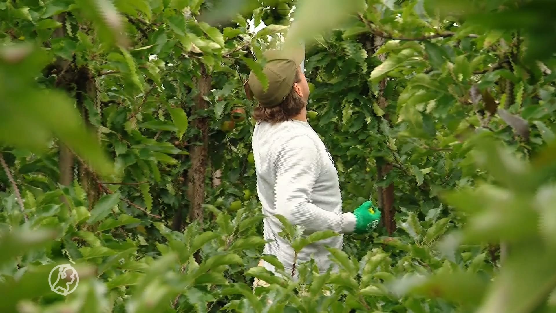 Laatste sappige appels geplukt voor de voedselbank