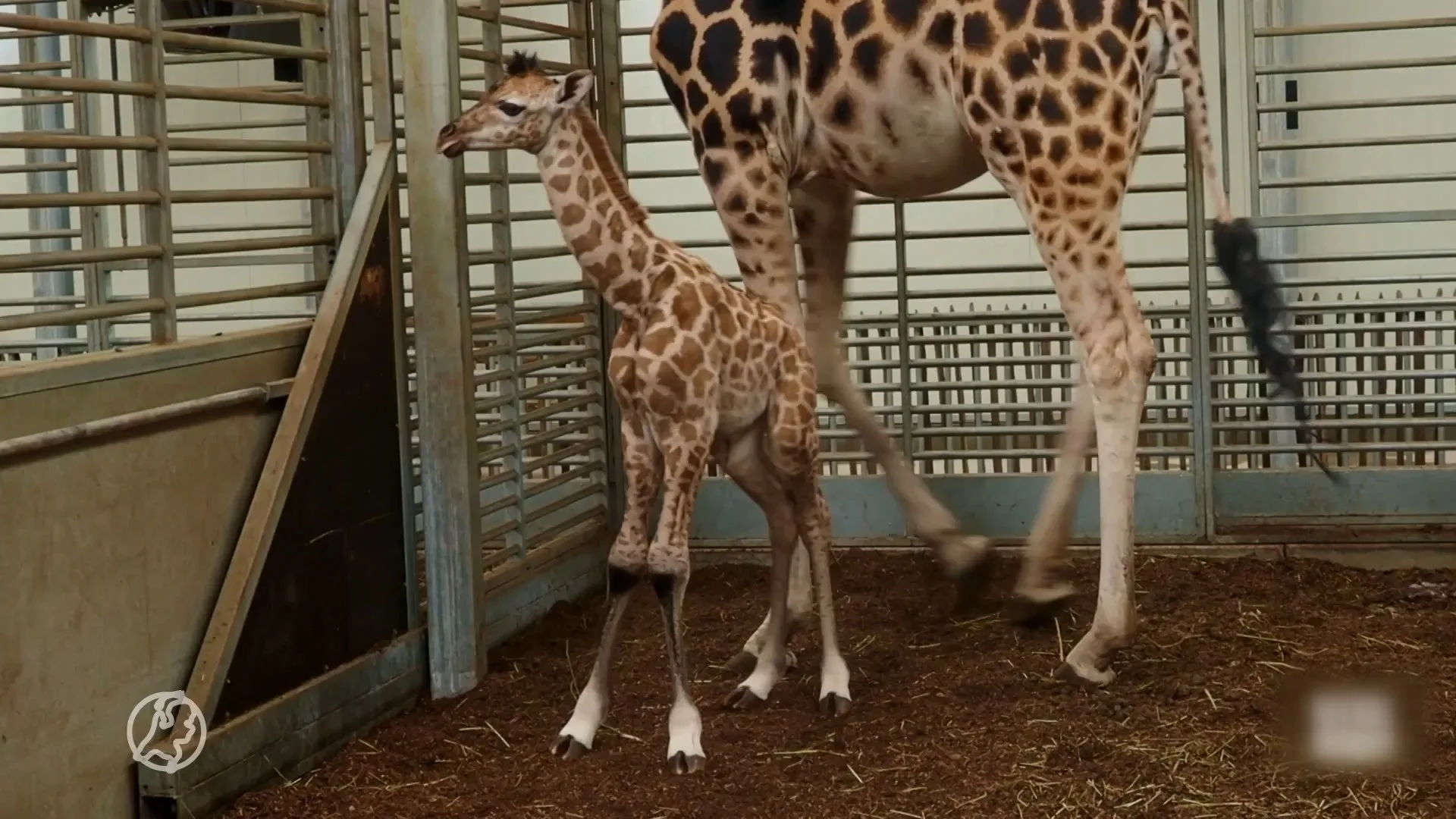 Giraffebaby Shanna geboren in Safaripark Beekse Bergen