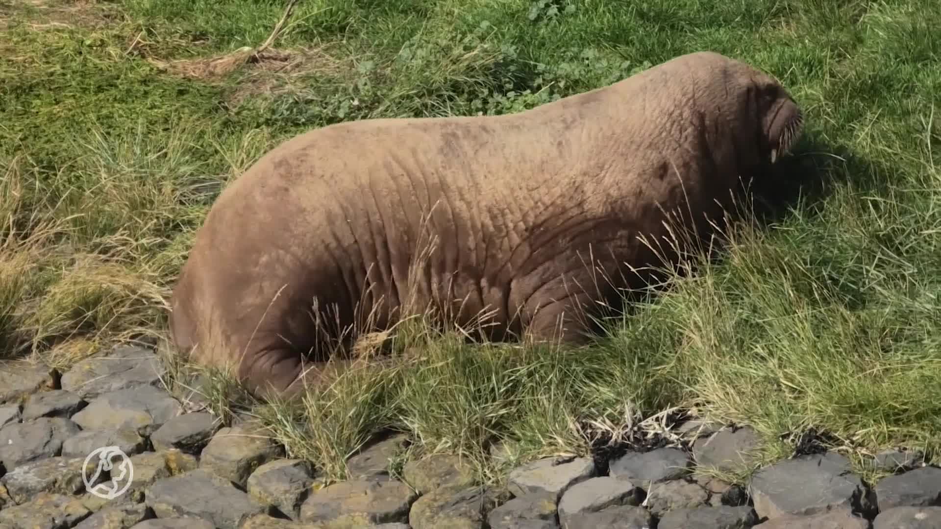 Ja hoor, daar is ze weer! Walrus vleit zich neer op pier Terschelling