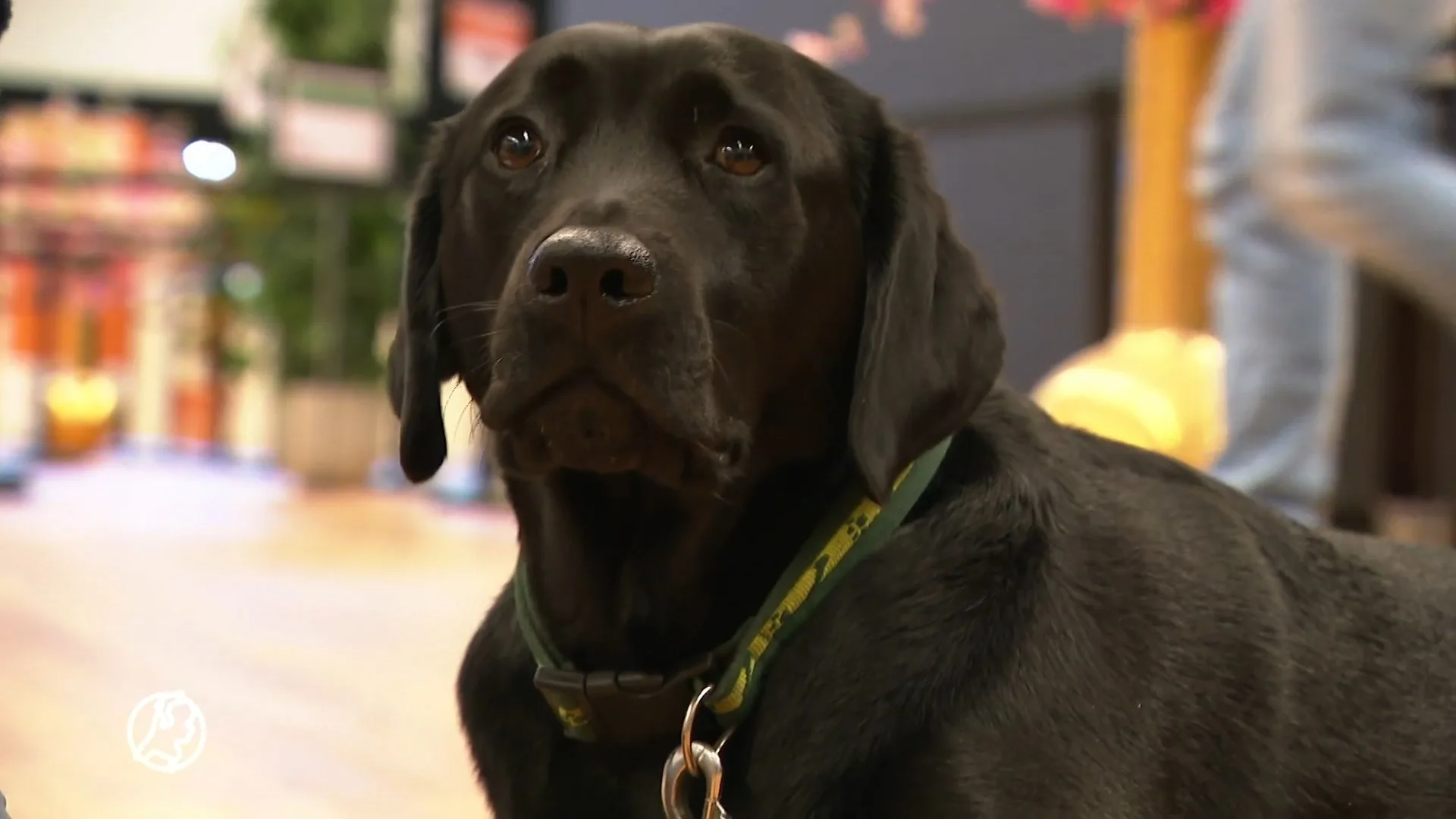 Laatste werkdag voor vaccinatie-hond Dimple, die mensen met prikangst helpt