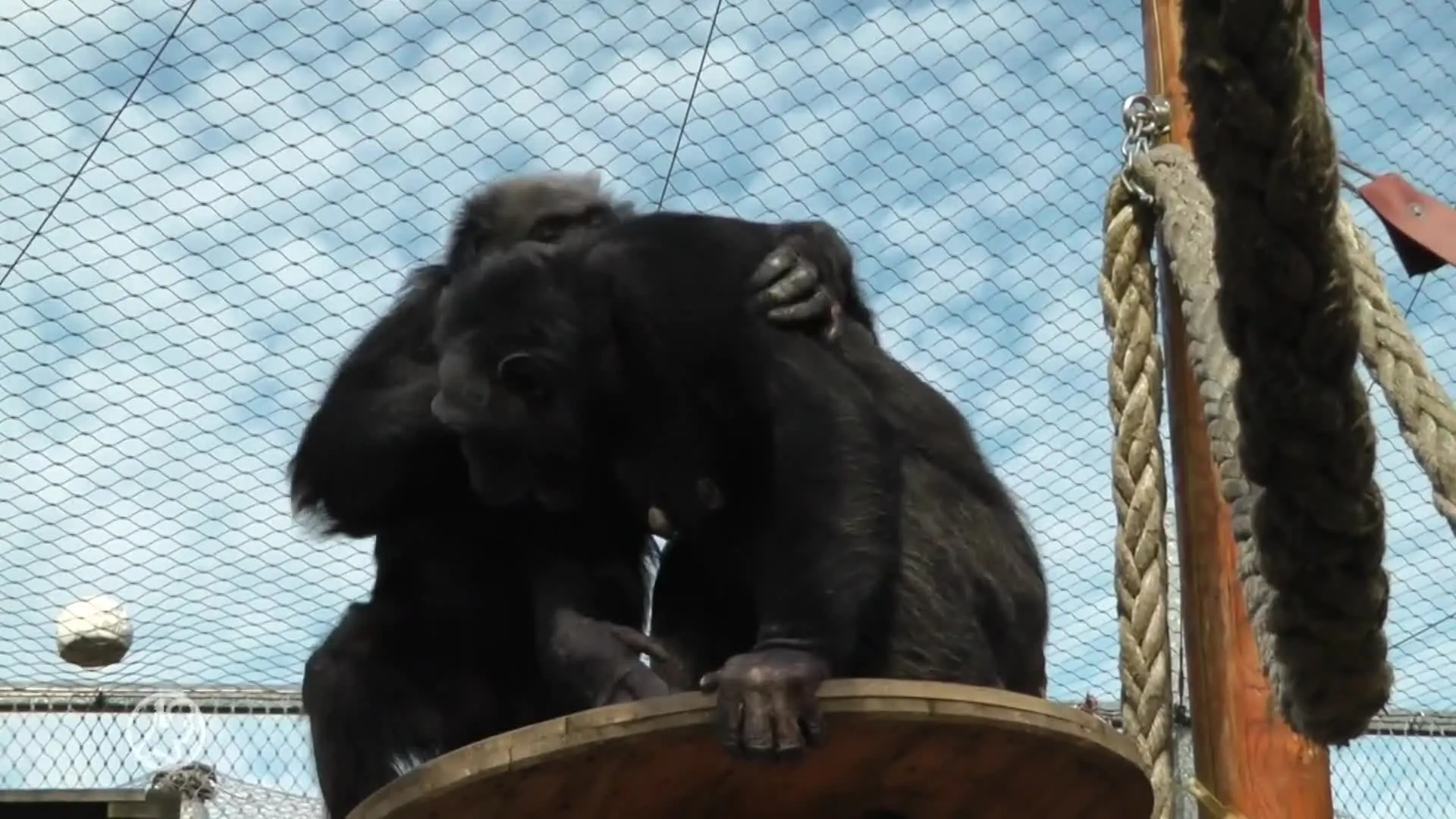 Blinde chimpansee Fiffy kan weer zien na oogoperatie door art...