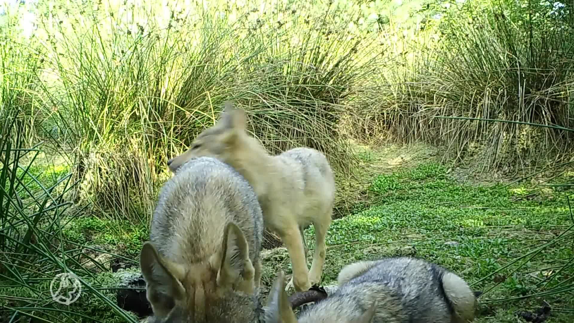 ZIEN: Drie spelende jonge wolven gespot in Drentse natuur