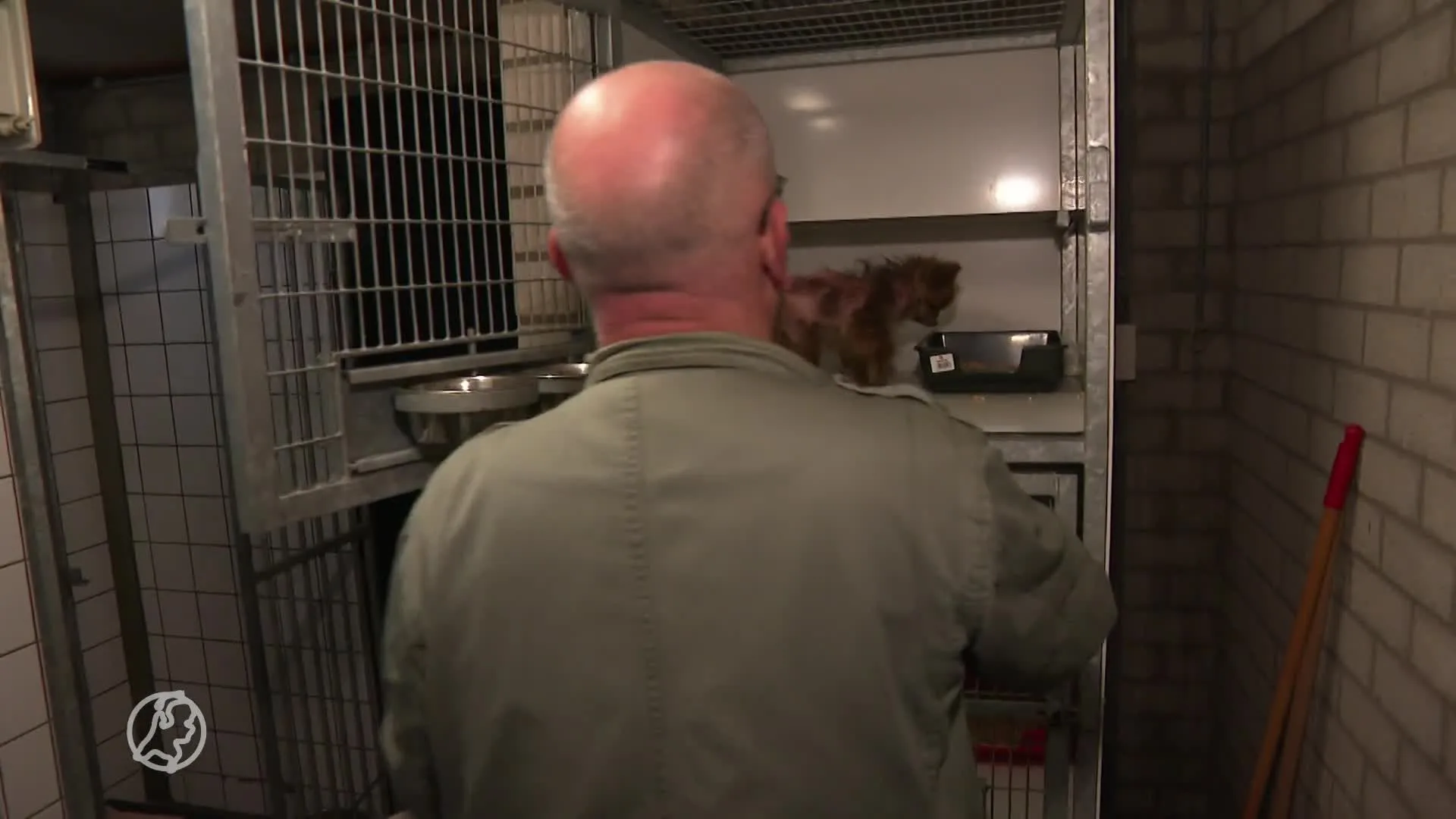 Vierentwintig zwaar verwaarloosde chihuahua's vastgebonden aan hek, dierenambulance nét op tijd