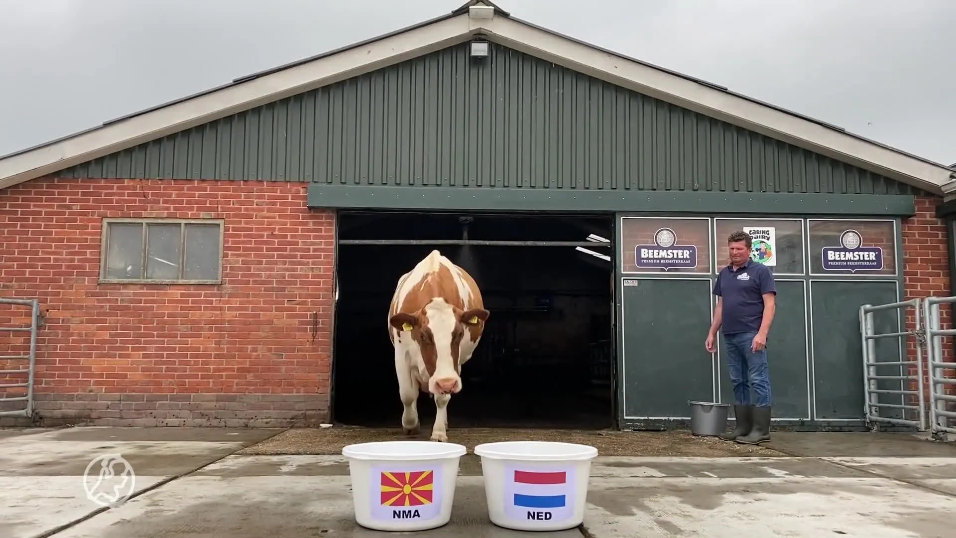 Waarheid als een koe: Sijtje voorspelt winnaar Noord-Macedoni...