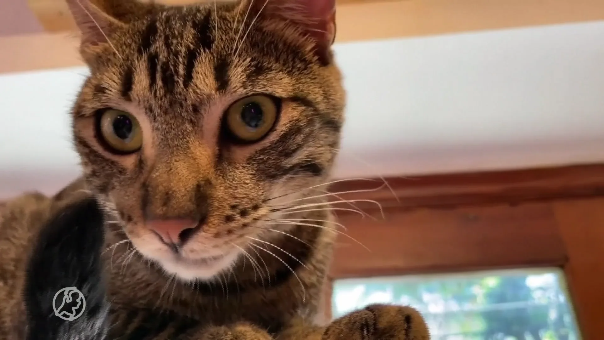 Dierenopvang Amsterdam waarschuwt: laat je raskat thuis, want ze worden steeds vaker gestolen