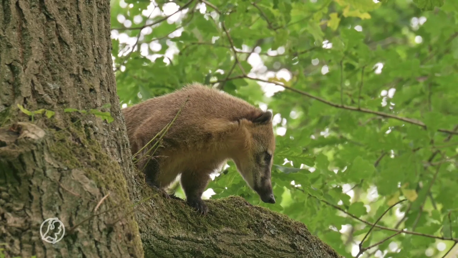 Rode neusbeer zit vast in boom Breda: 'Vangen kan nog uren, dagen duren'