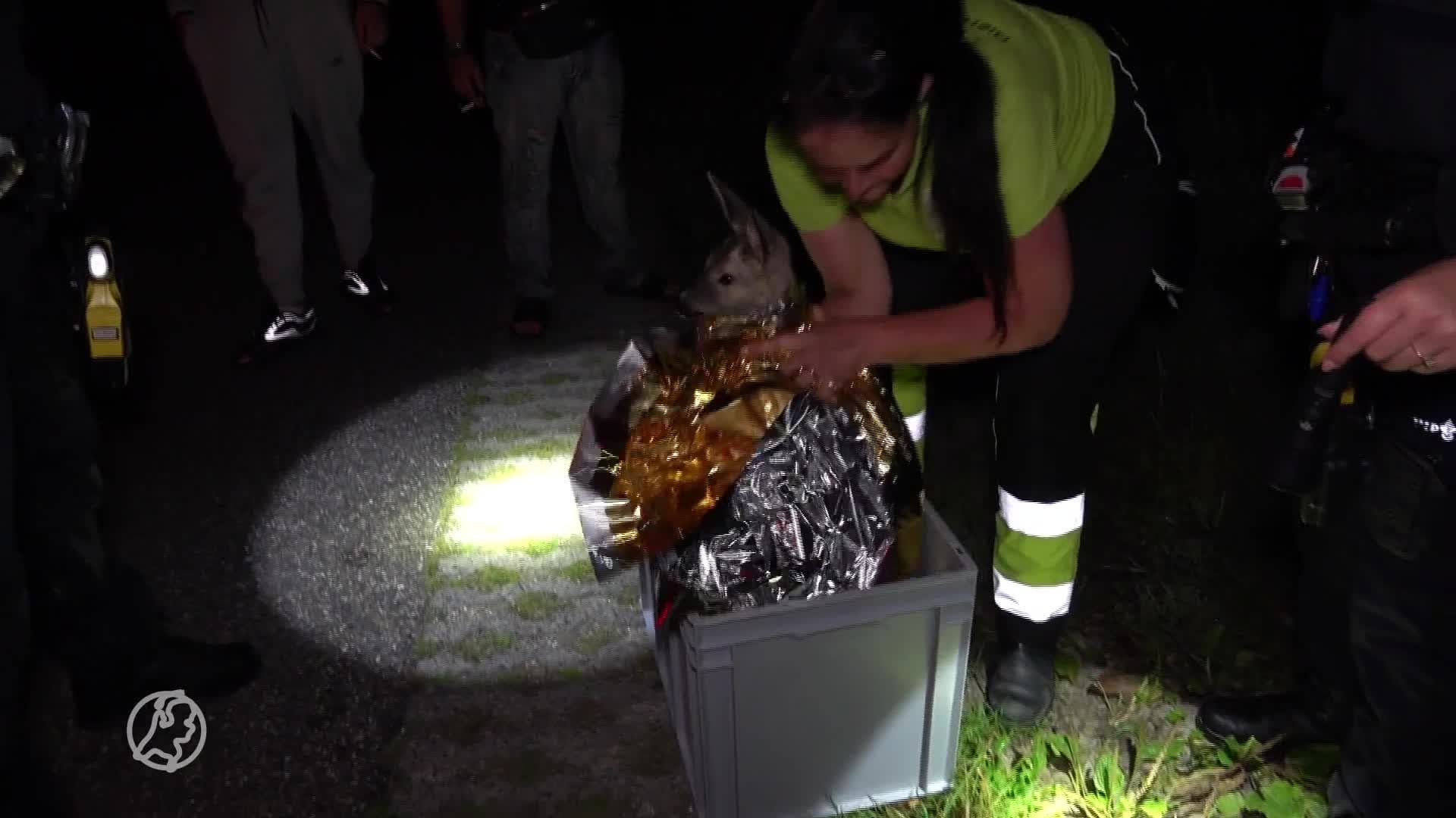 Giovanni redt jonge ree uit water Wieringerwerf