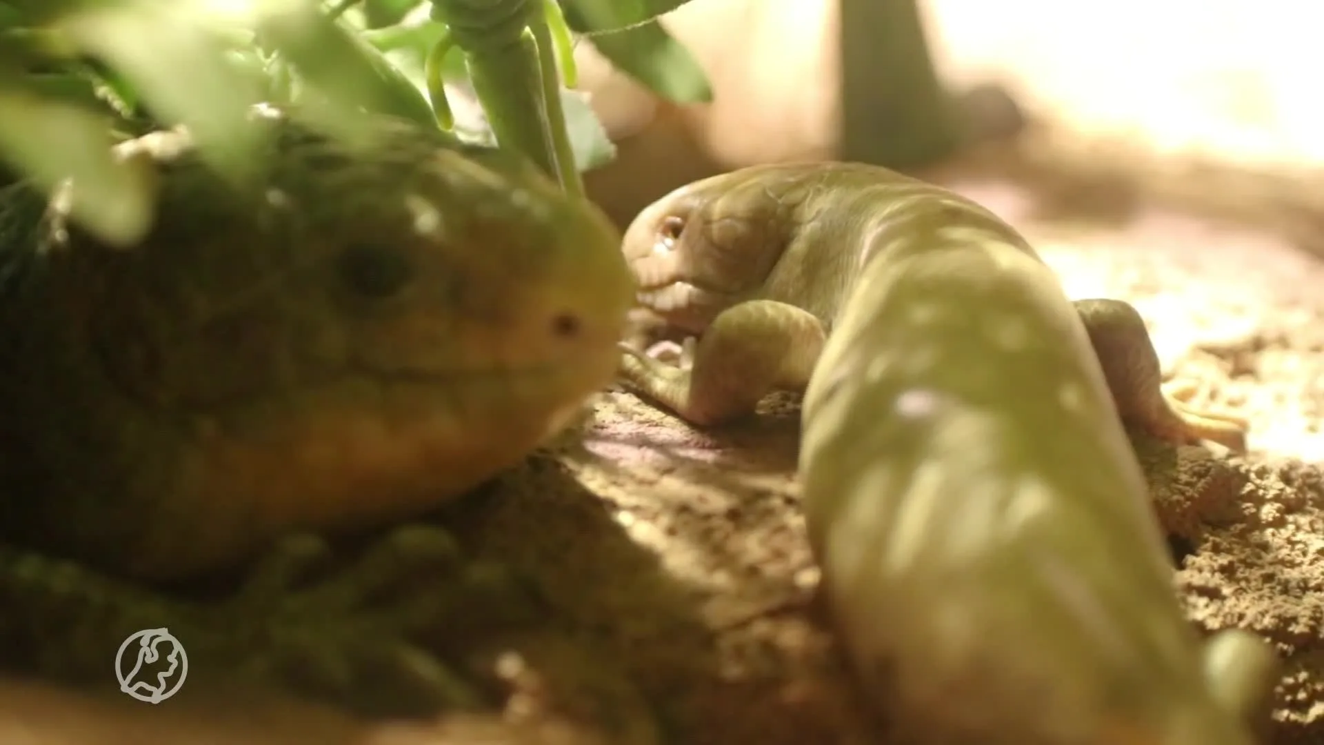 Bedreigde grijpstaartskink geboren in Dierenpark Amersfoort