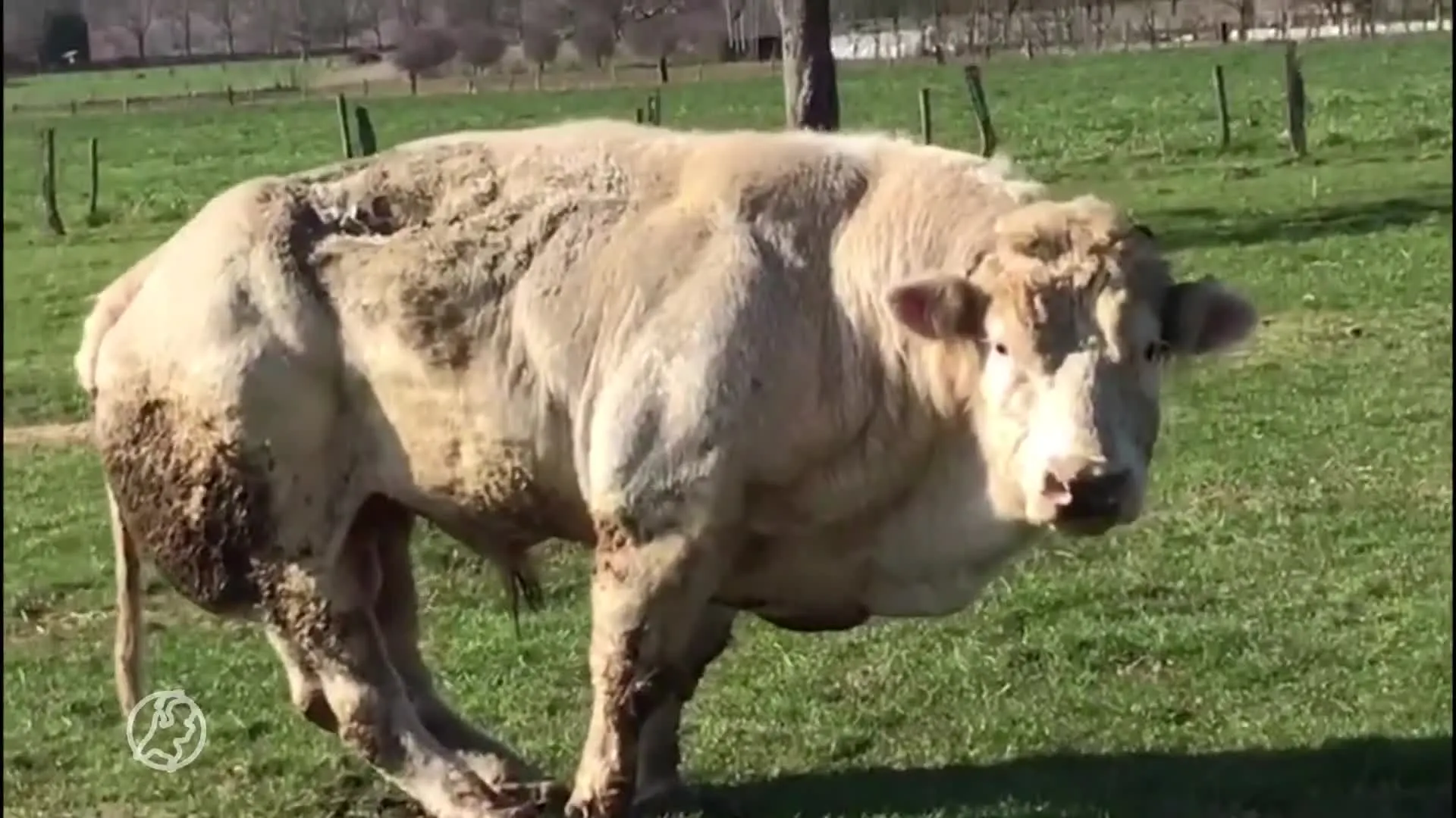 Verwaarloosde stier staat al tien dagen eenzaam in wei in Eijsden