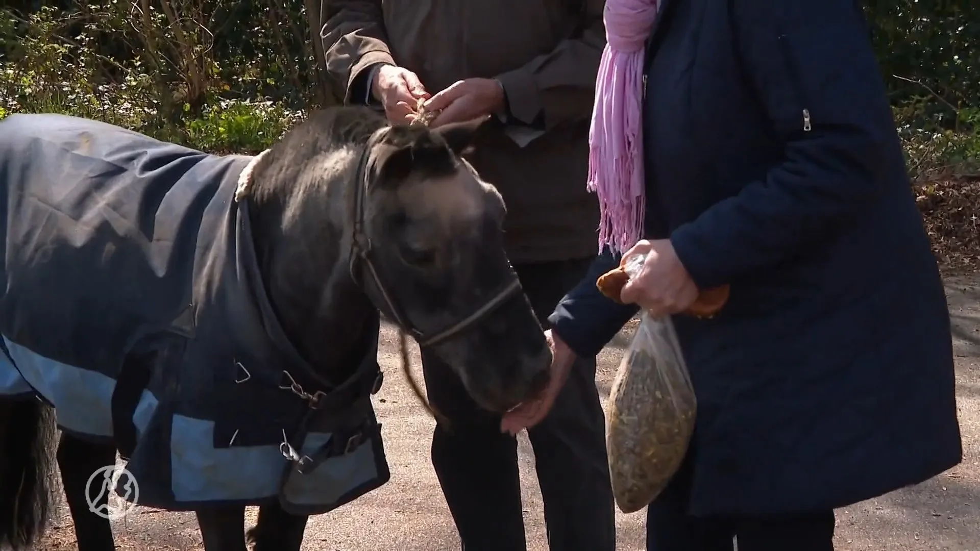 Bejaarde shetlandpony eindelijk weer herenigd met baasje: 'De...