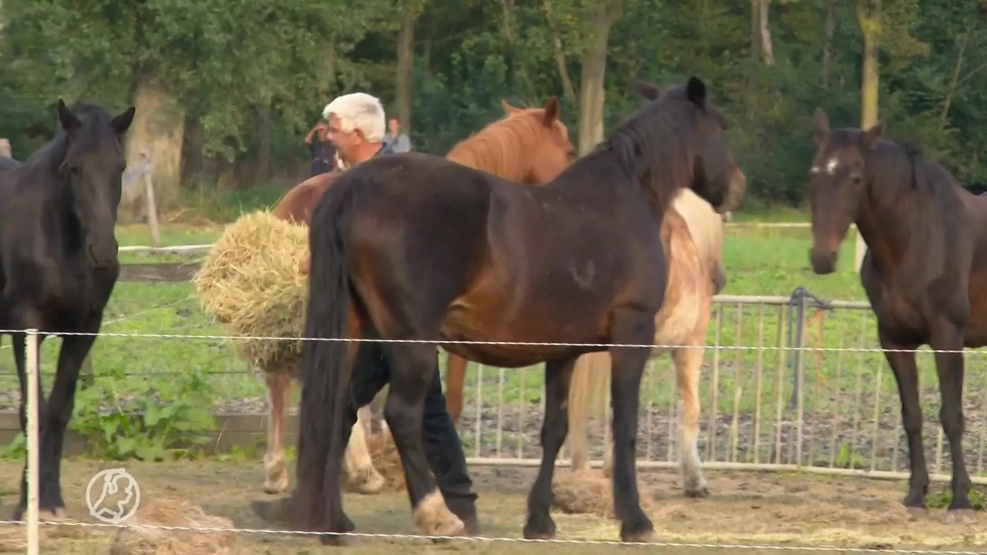 Tientallen vogelspotters vangen een glimp op van zeldzame hop