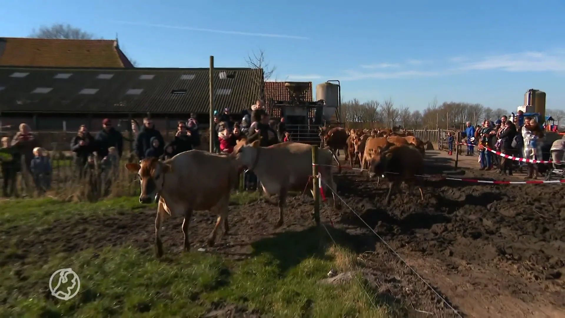 Blij in de wei: koeien springen en dansen de lente in