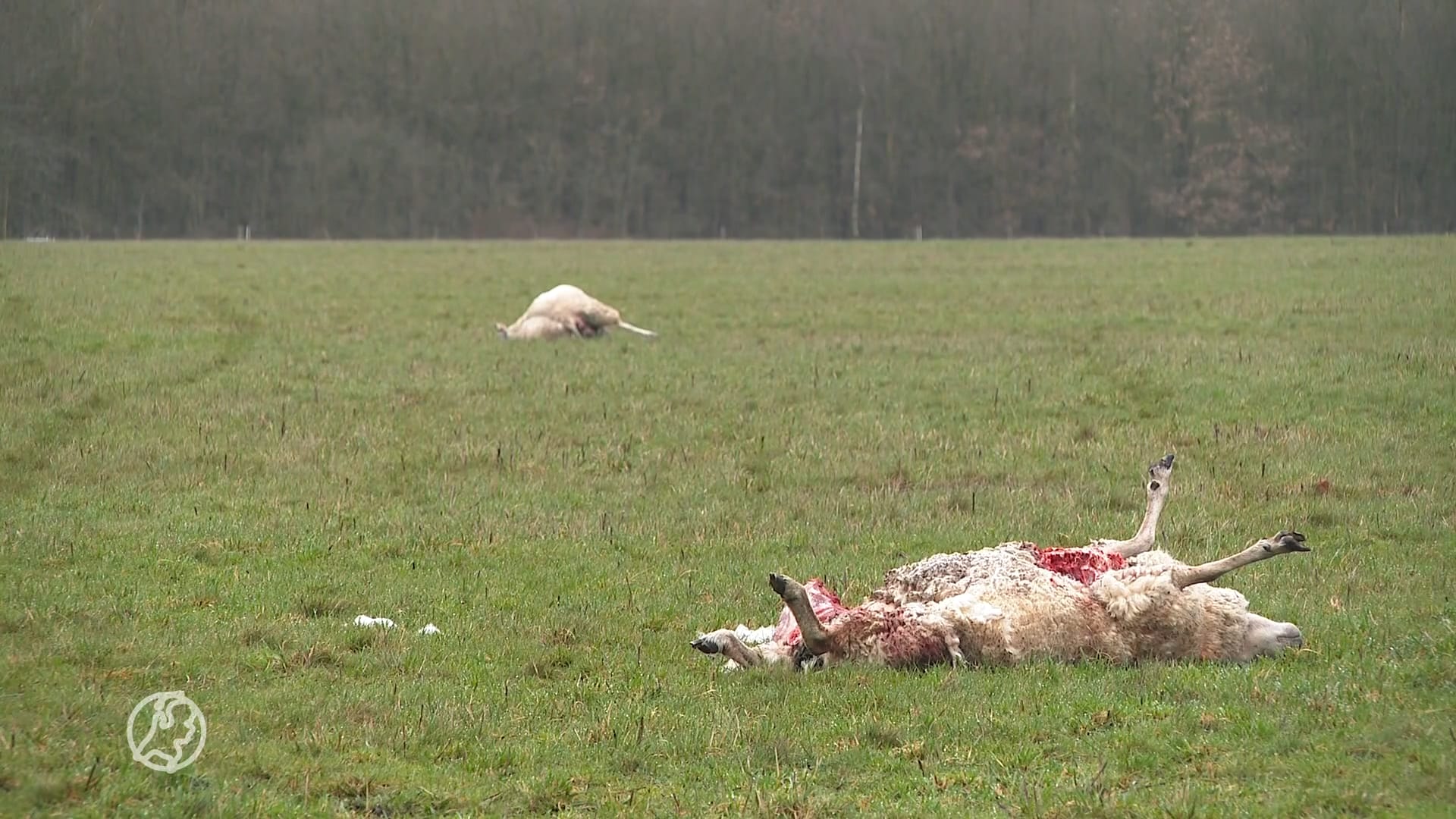 Hoe kwam wolf door afrastering?