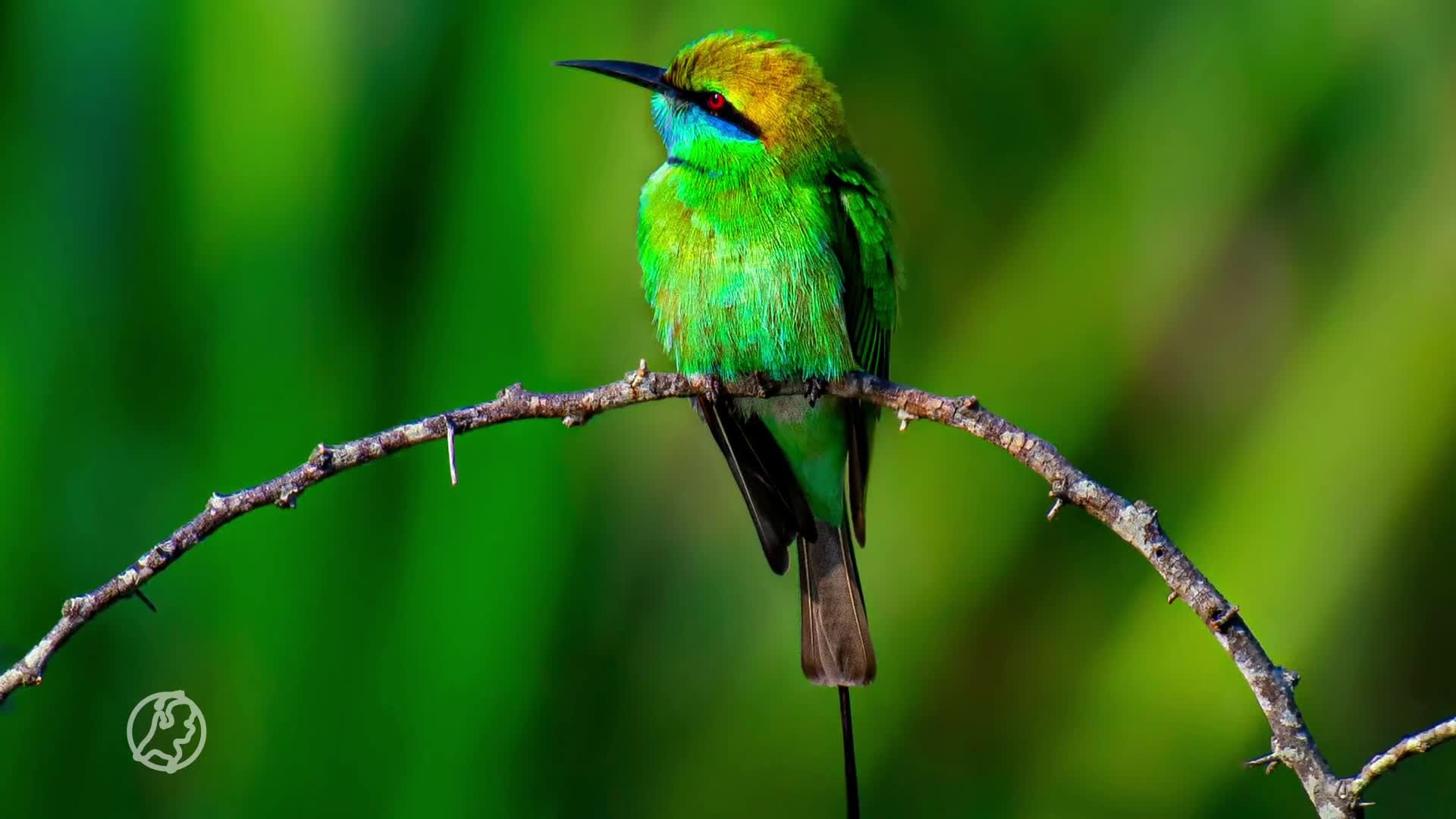 Vogelspotters dringen om een kiekje van zeldzame groene bijeneter