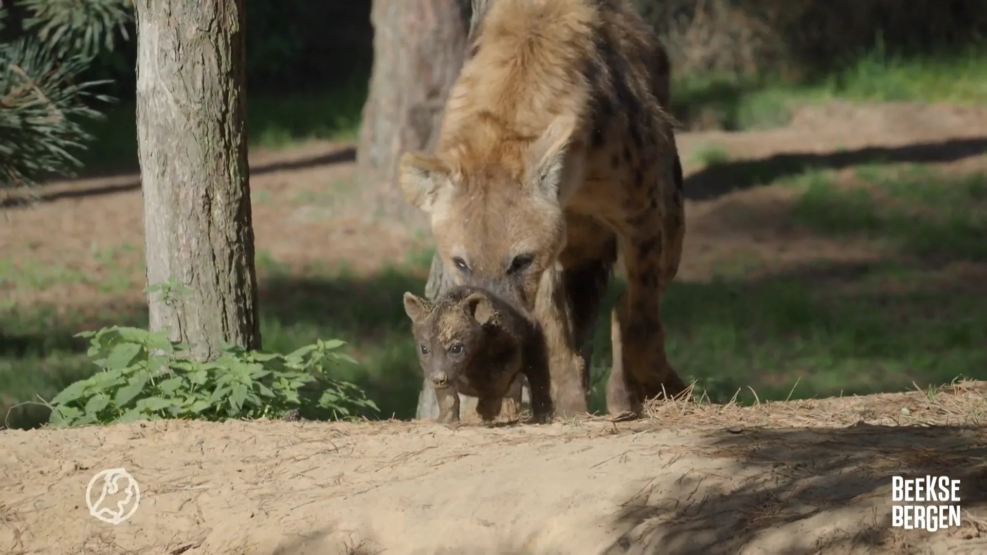 Twee gevlekte hyena's geboren in Safaripark Beekse Bergen