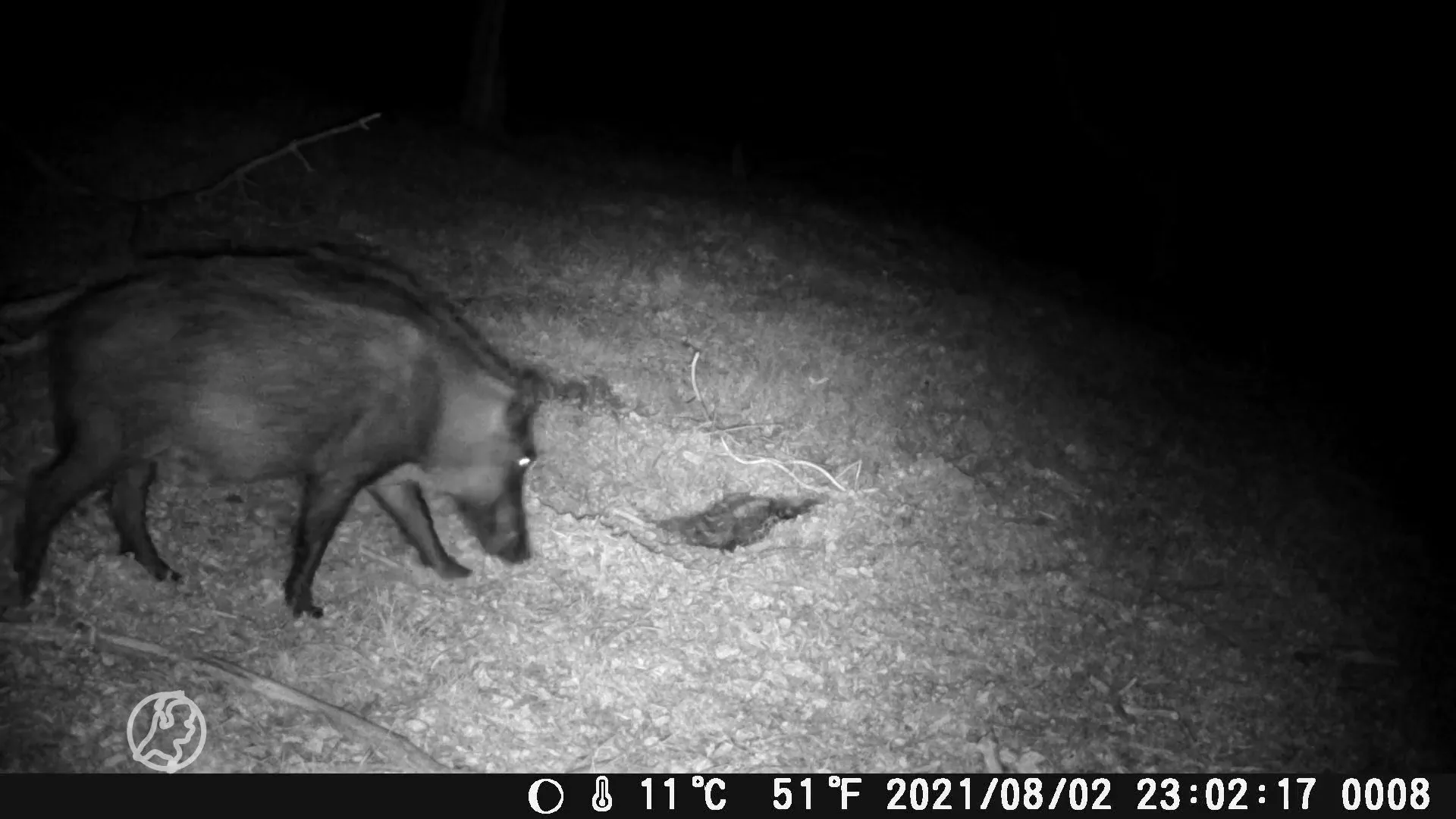 Zwijnen op de Veluwe 'rouwen' bij overleden jong