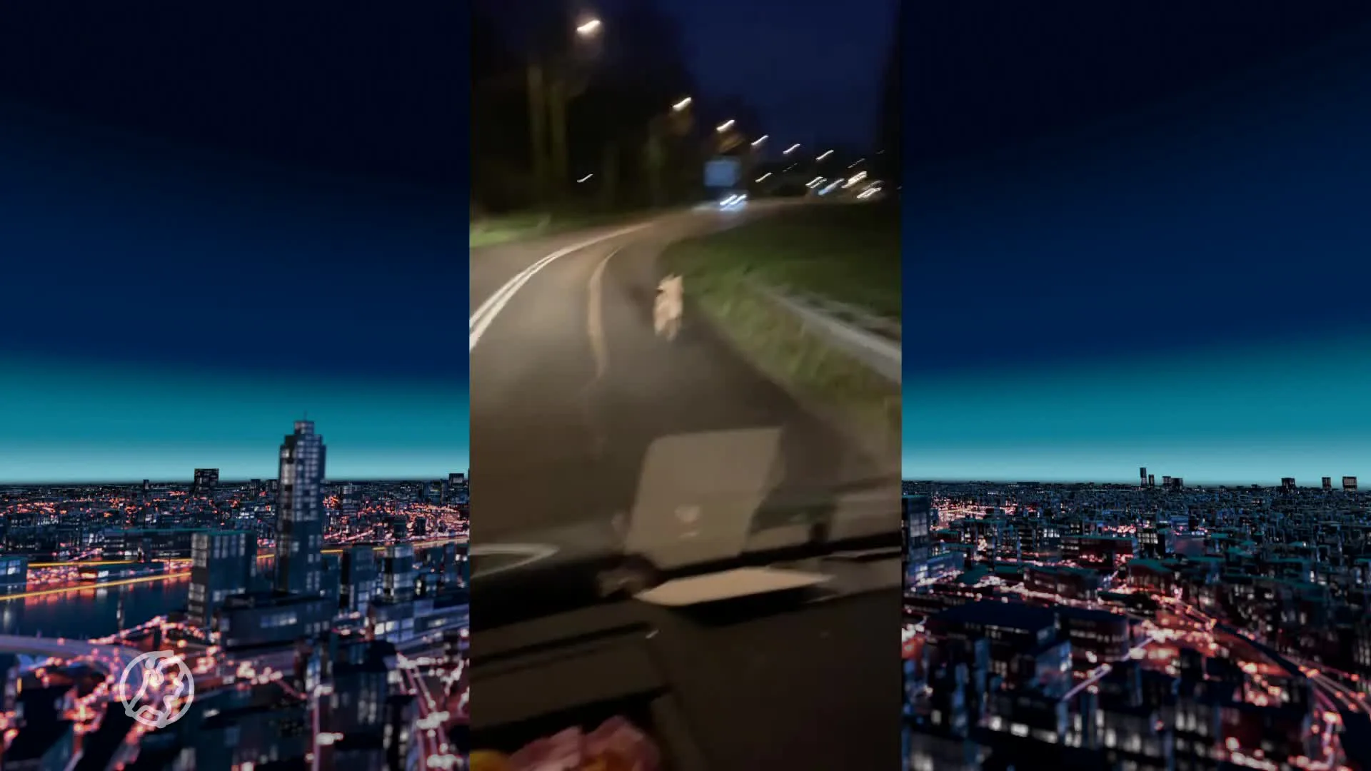 Wolf rent midden op de weg in bebouwde kom Amersfoort