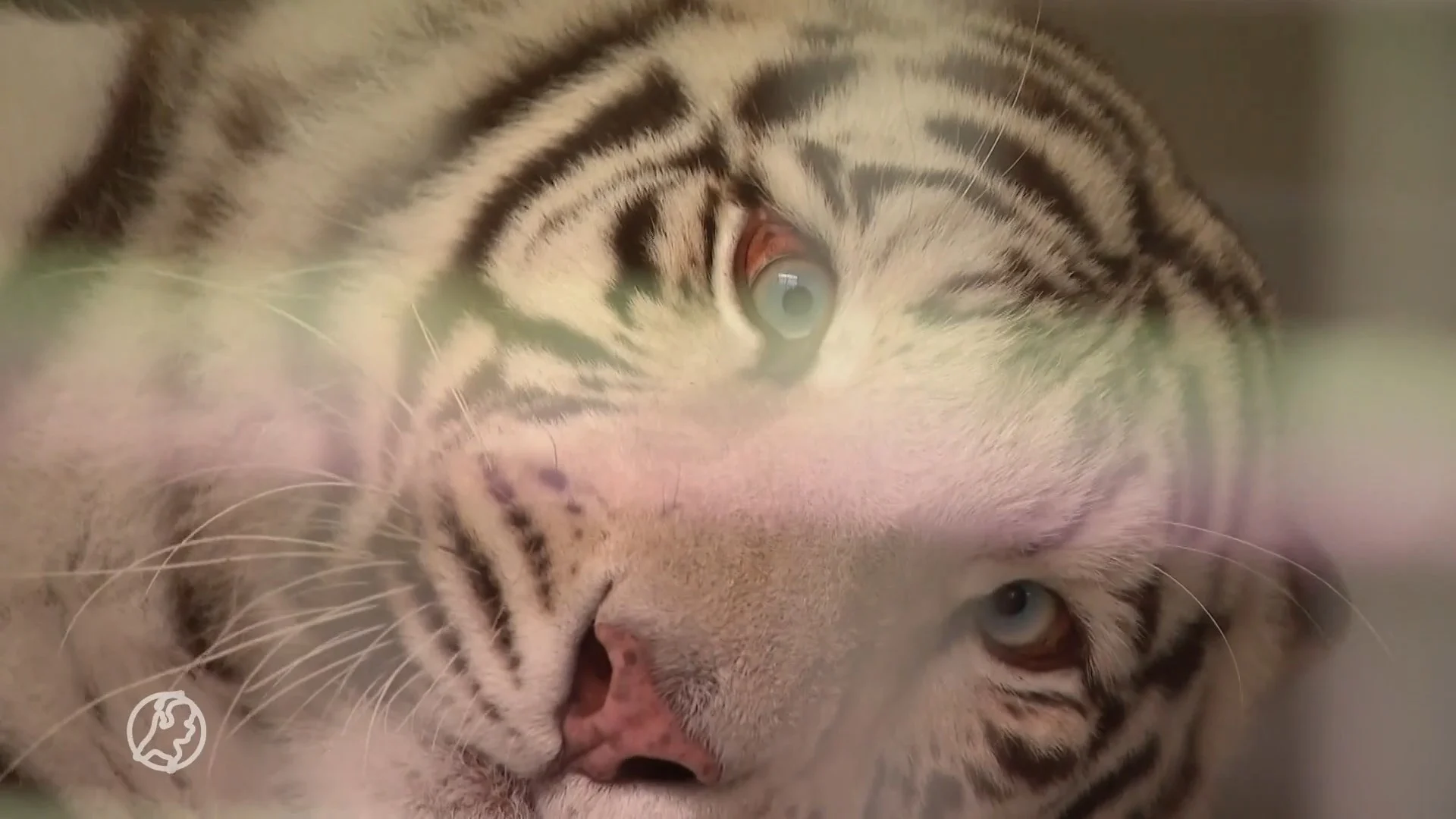 Ook 'hoteltijger' Muba vanuit Slowakije naar Nederland gehaald