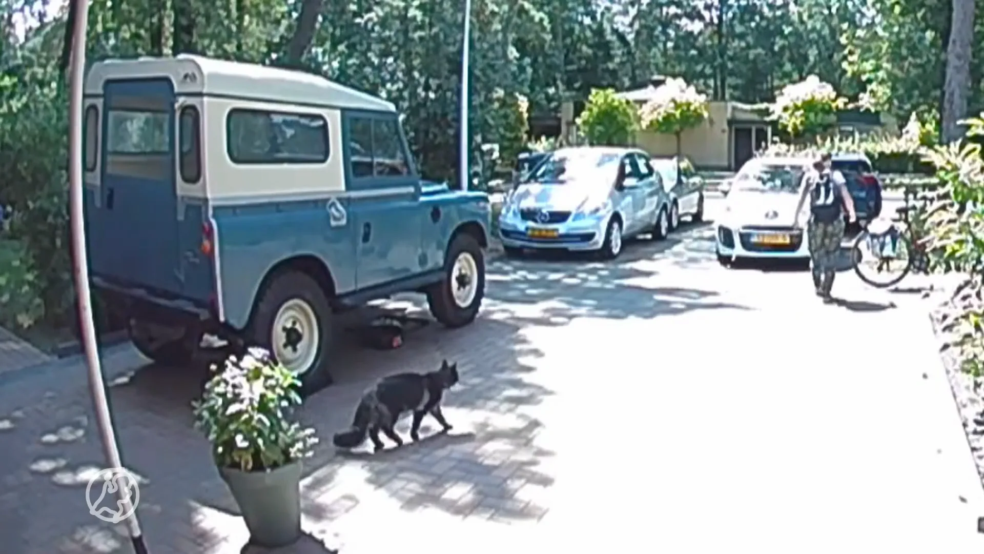 Brabants dorp in de ban van mogelijke kattenlokker: 'Ik durf geen nieuwe kat meer te nemen'