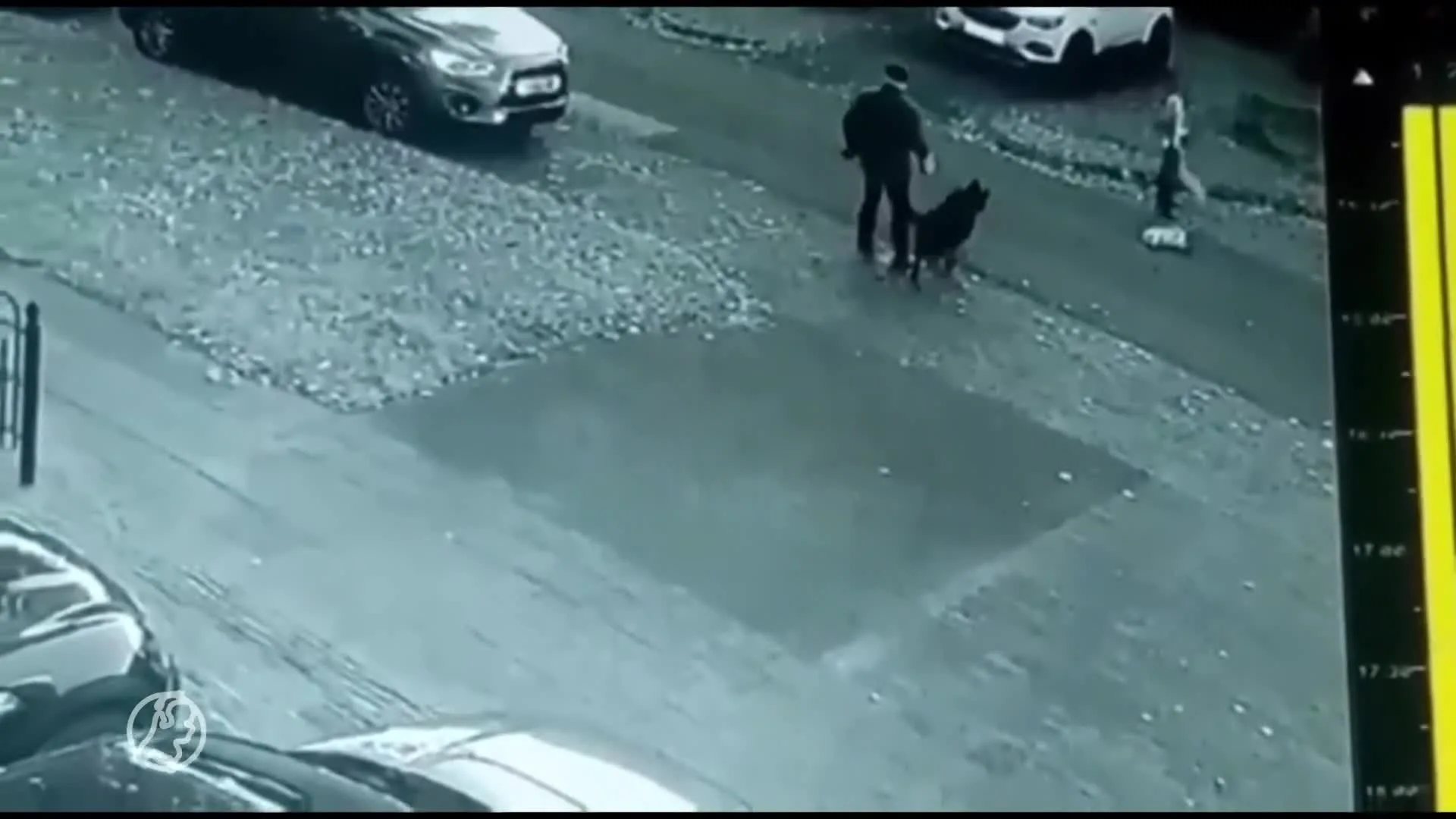 Meisje (7) ziet hoe hondje voor haar ogen wordt doodgereden, bestuurder rijdt door