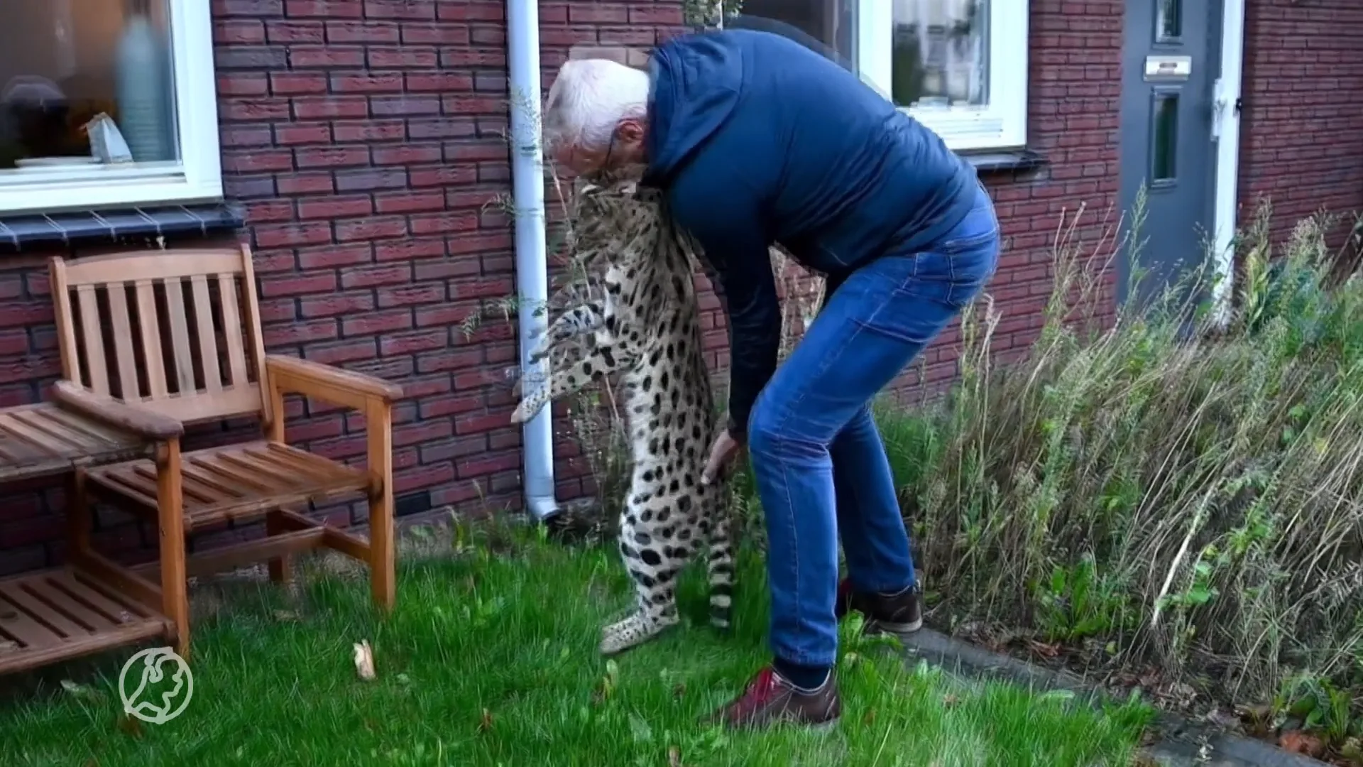 Ontsnapte serval haalt uit naar bewoner in Arnhem
