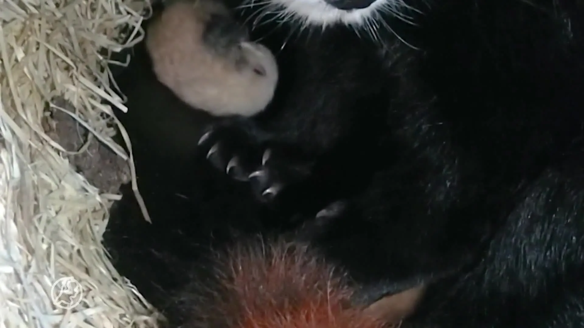 Verrassing voor DierenPark Amersfoort: twee rode panda's geboren