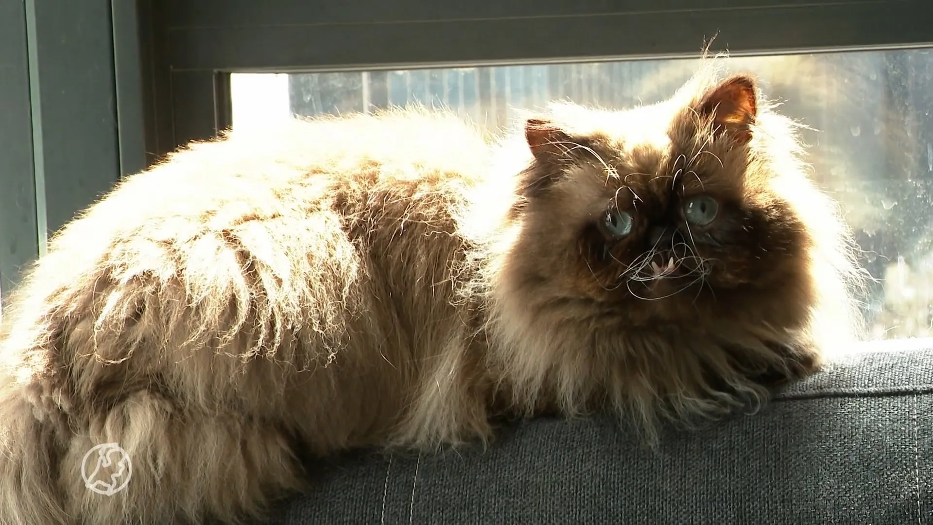 Kat Yohji uit Haarlem is 'Instafamous' dankzij zijn gekke bek