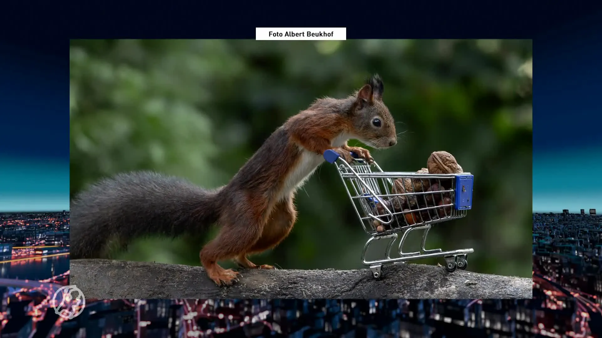 Waarom gaan foto's van eekhoorns zo vaak viral?