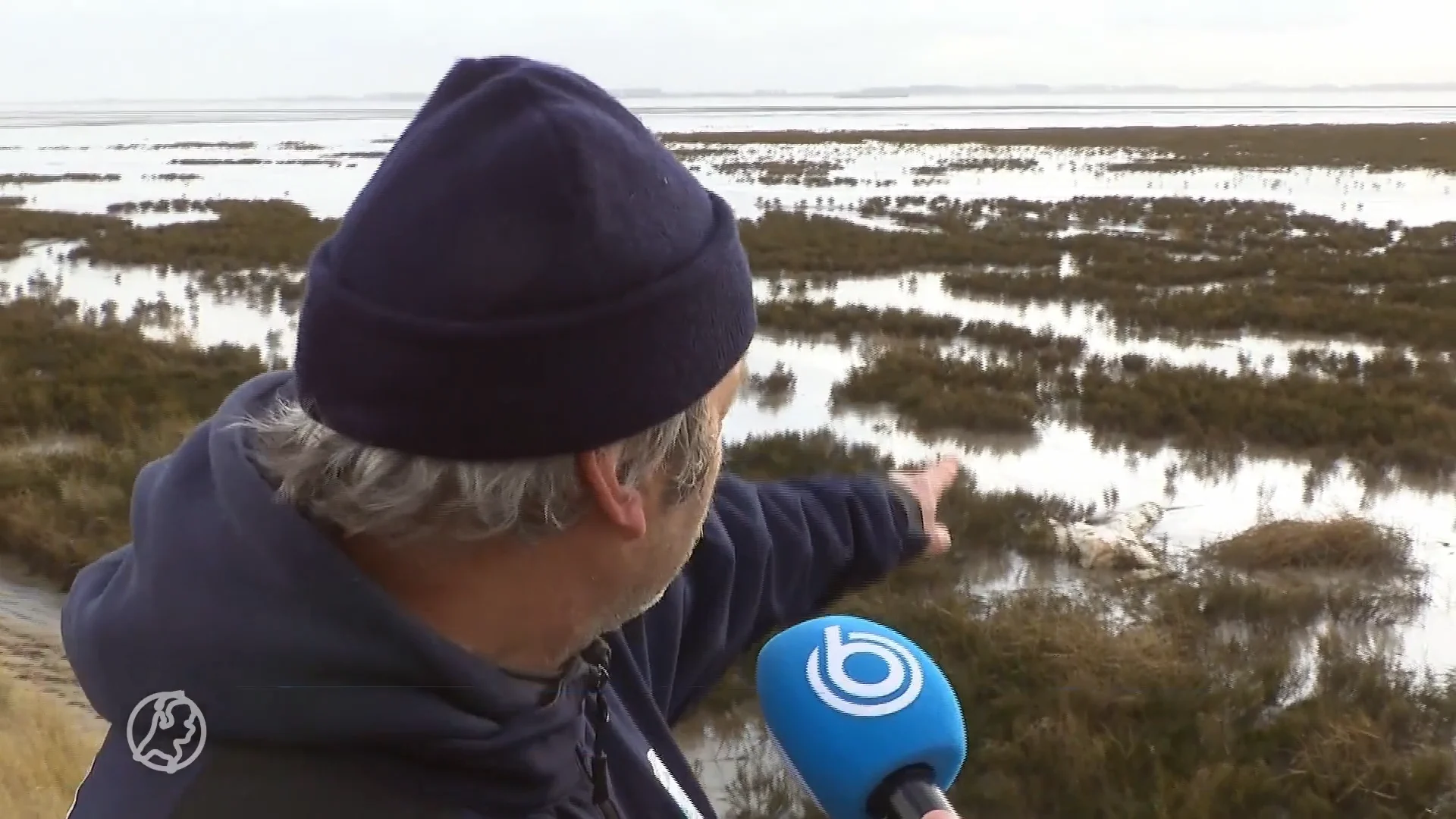Weer reuzenhaai aangespoeld in Zeeland: 'Het is een beetje als Jaws in je achtertuin'