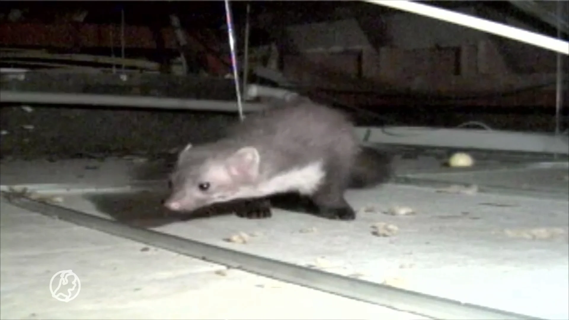 Steenmarters zijn buurtbewoners Apeldoorn tot last