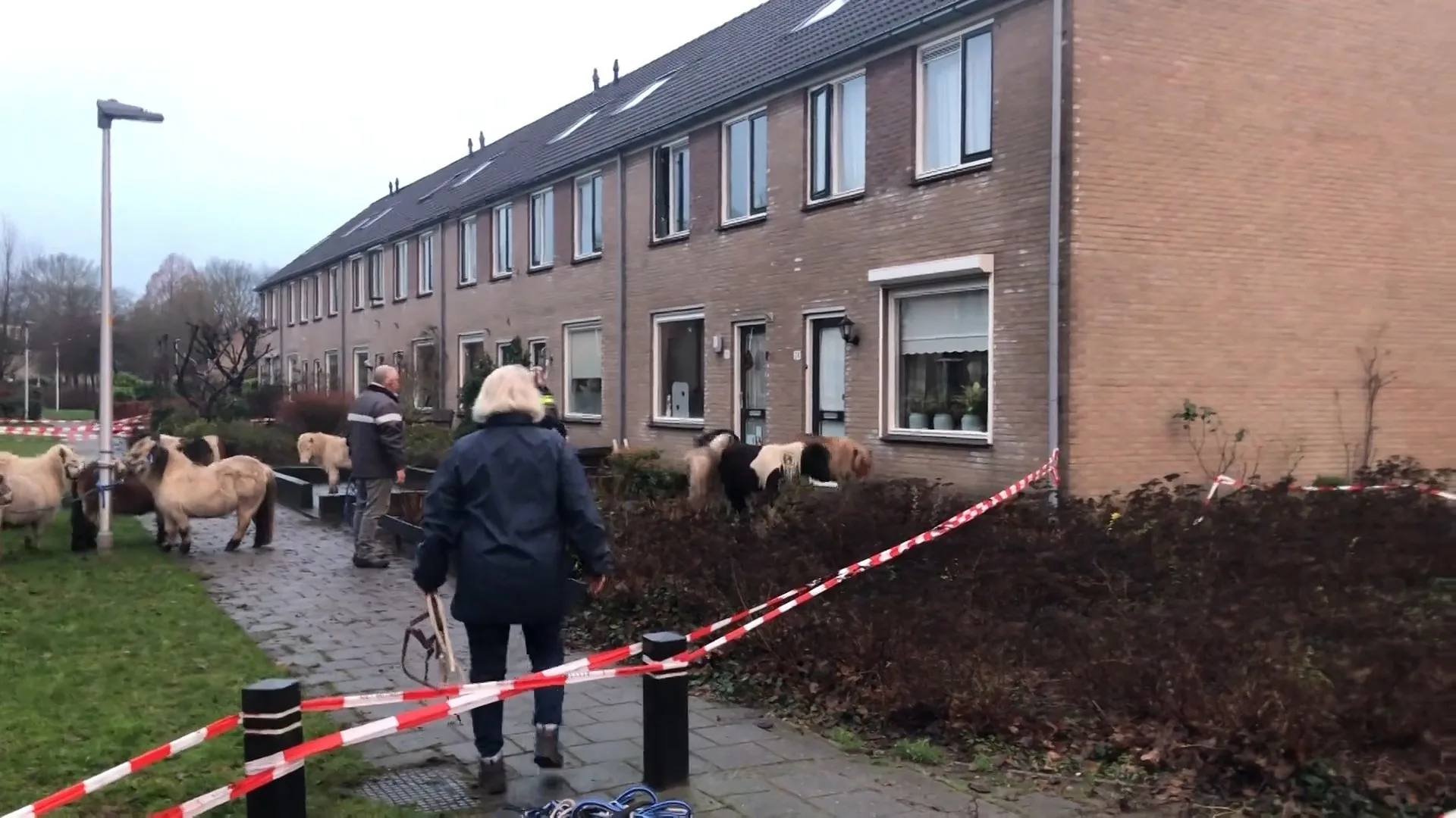 Vijftien shetlandpony's breken uit en slopen tuinen in Eerbeek