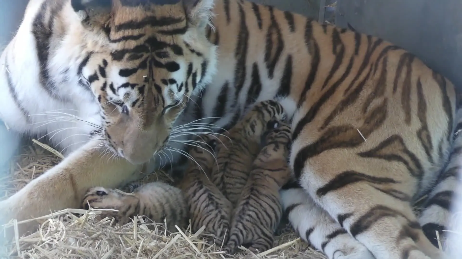 Vier tijgerwelpjes geboren in AquaZoo Leeuwarden