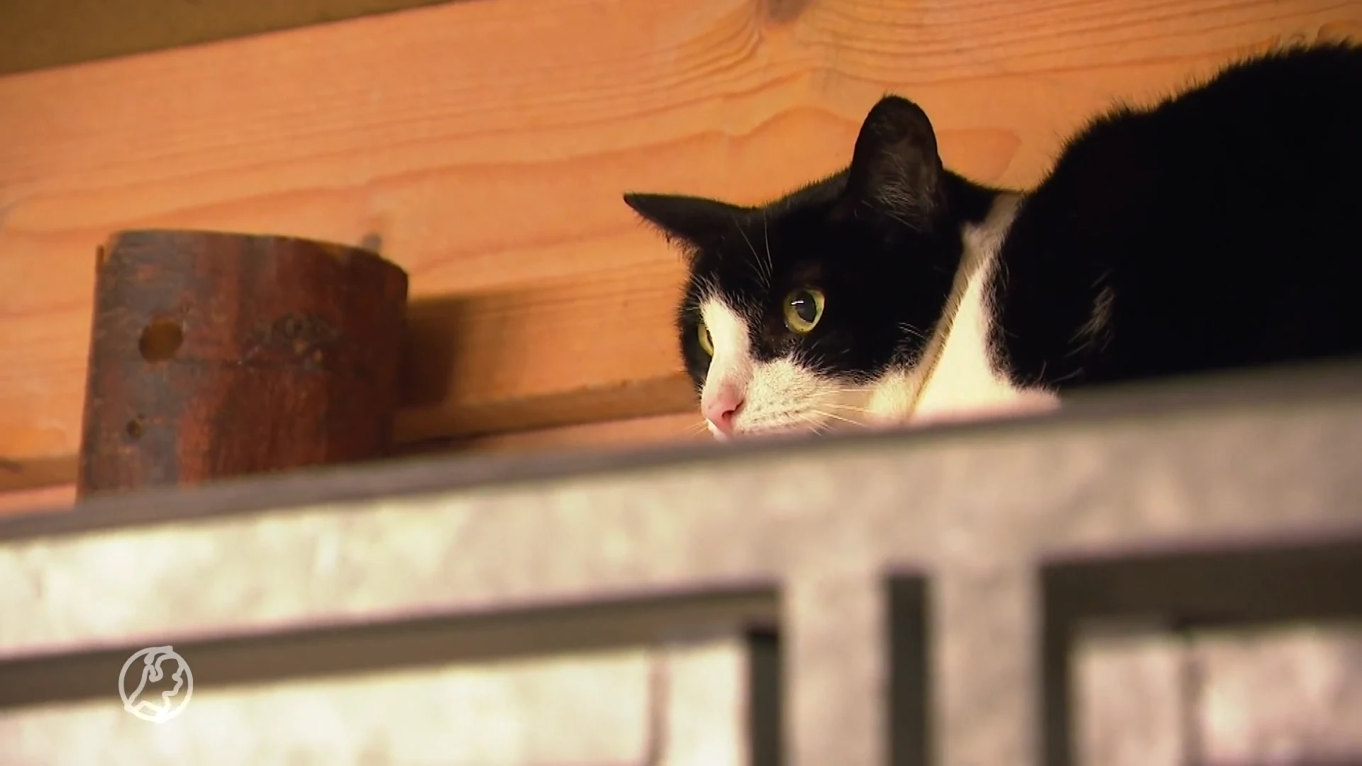 Geen ramen en geen vloer: kattenhotel Dotje in steek gelaten door aannemer