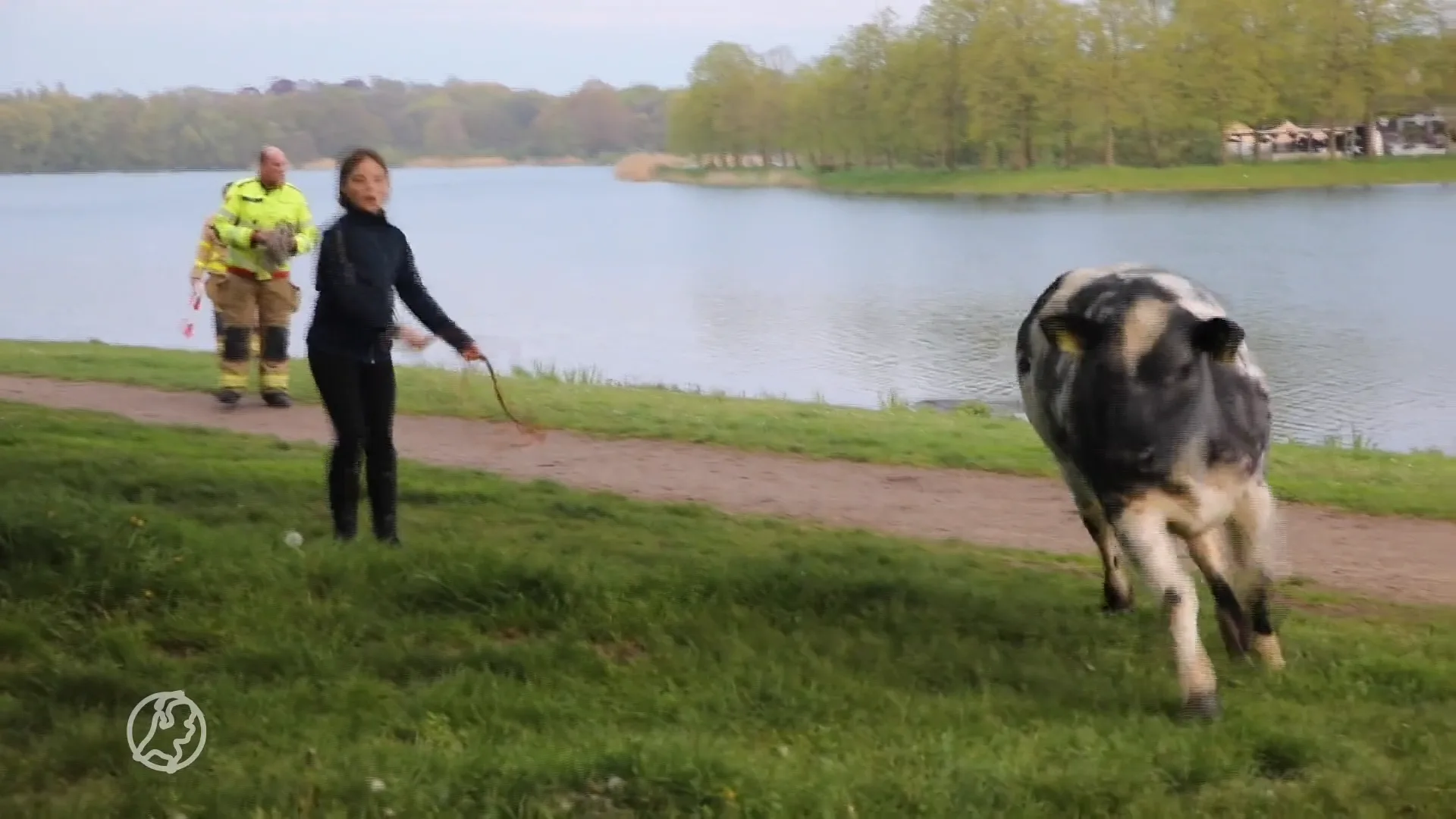 Brandweer heeft handen vol aan te water geraakte koe