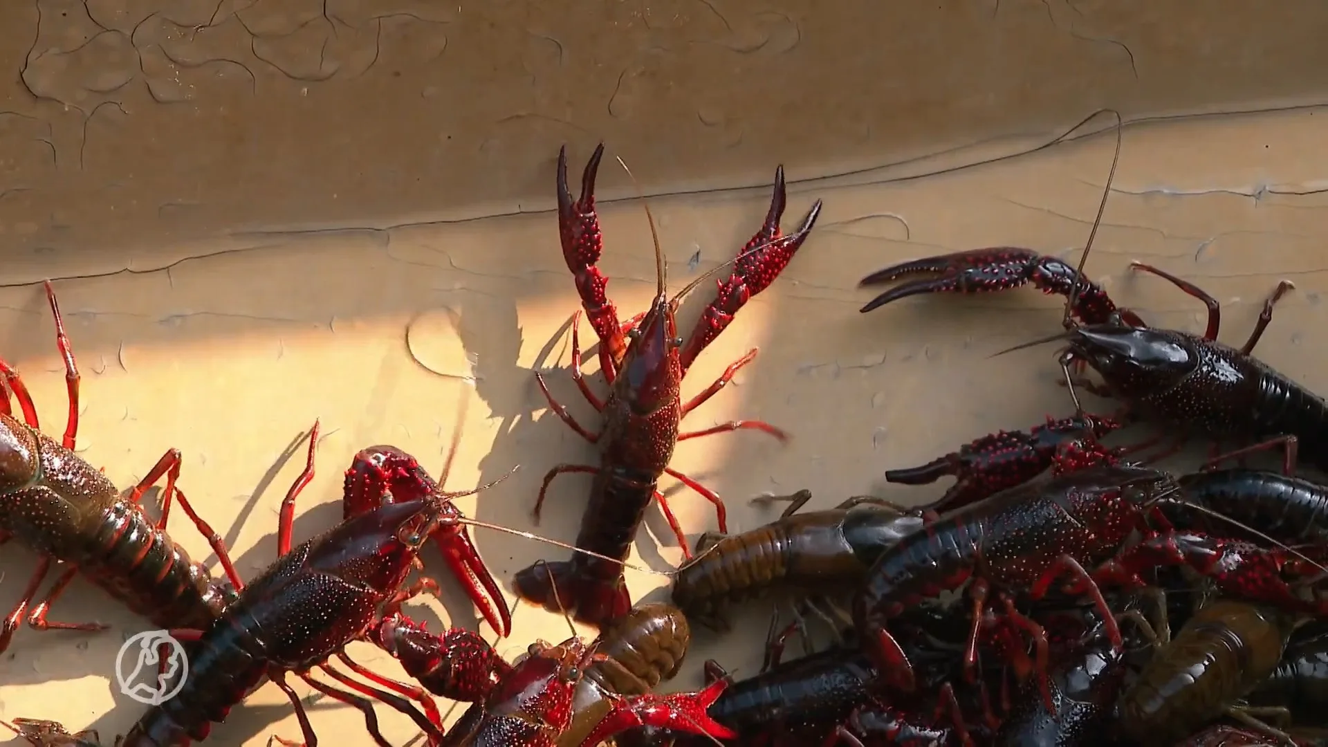 Rivierkreeften planten zich razendsnel voort