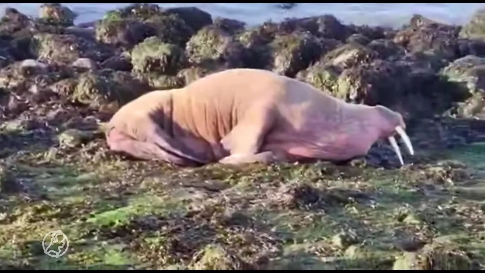 Walrus komt buurten op werkeiland Neeltje Jans