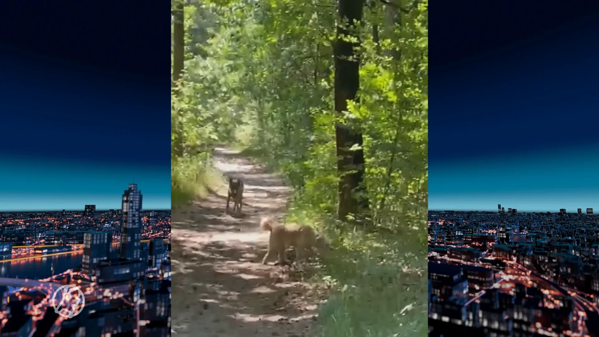 Bijzondere beelden: jonge wolf oog in oog met hond bij Utrechtse Heuvelrug