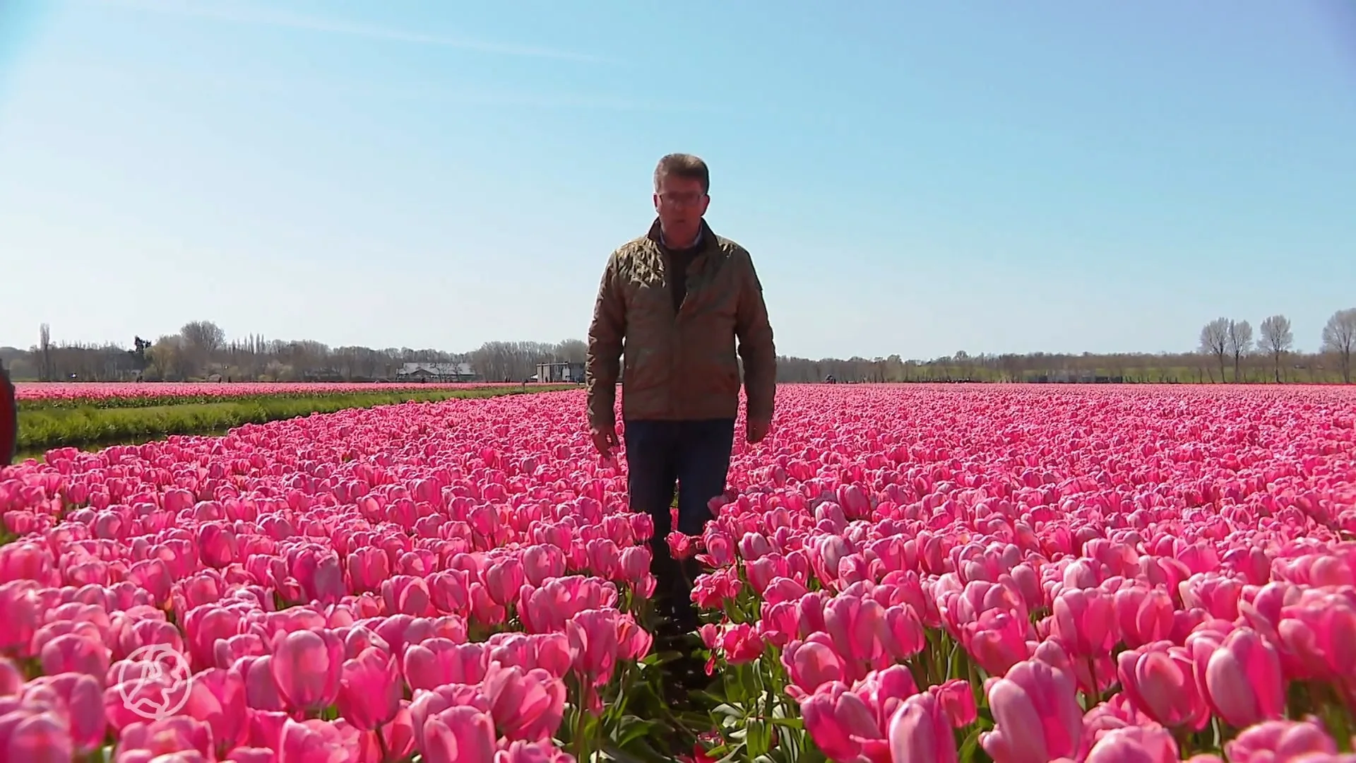 Topdrukte verwacht in Bollenstreek, kwekers bang voor verniel...